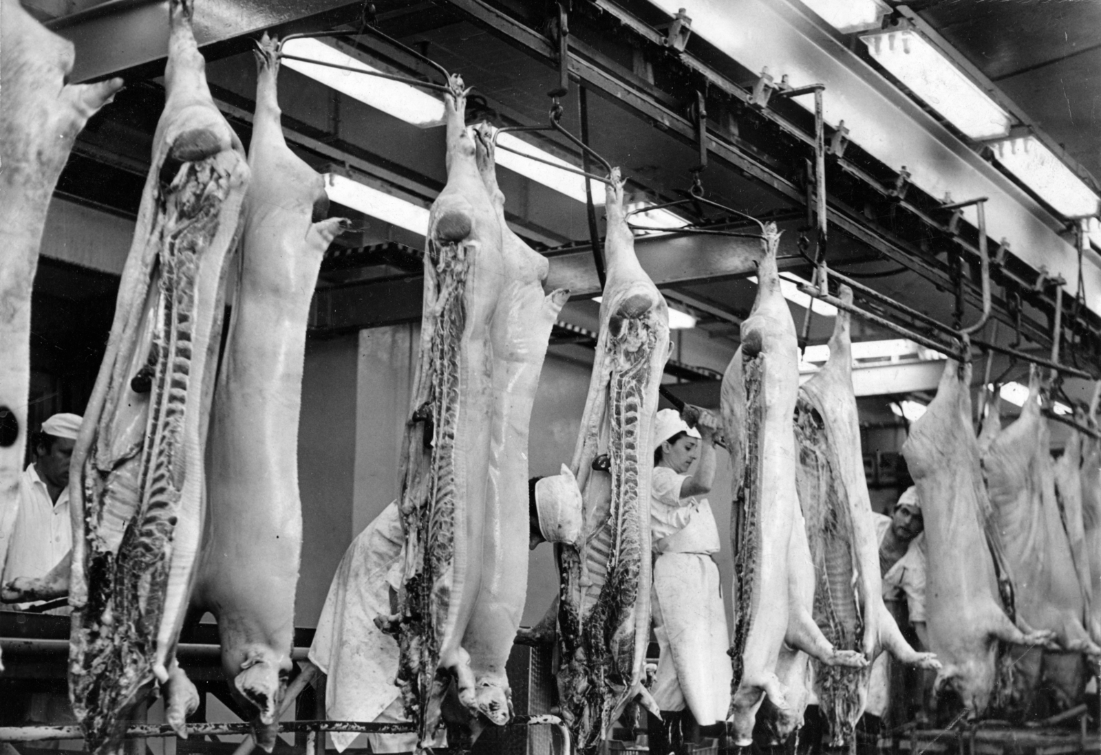 1980, Herpay Gábor, pig, meat industry, Fortepan #165024