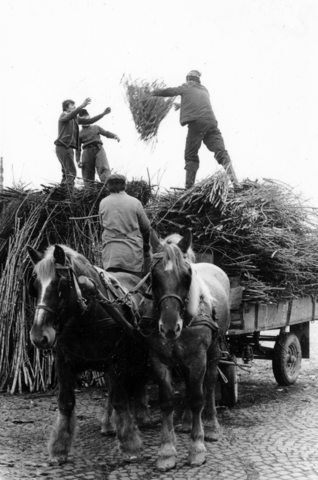 1972, Herpay Gábor, Fortepan #165049