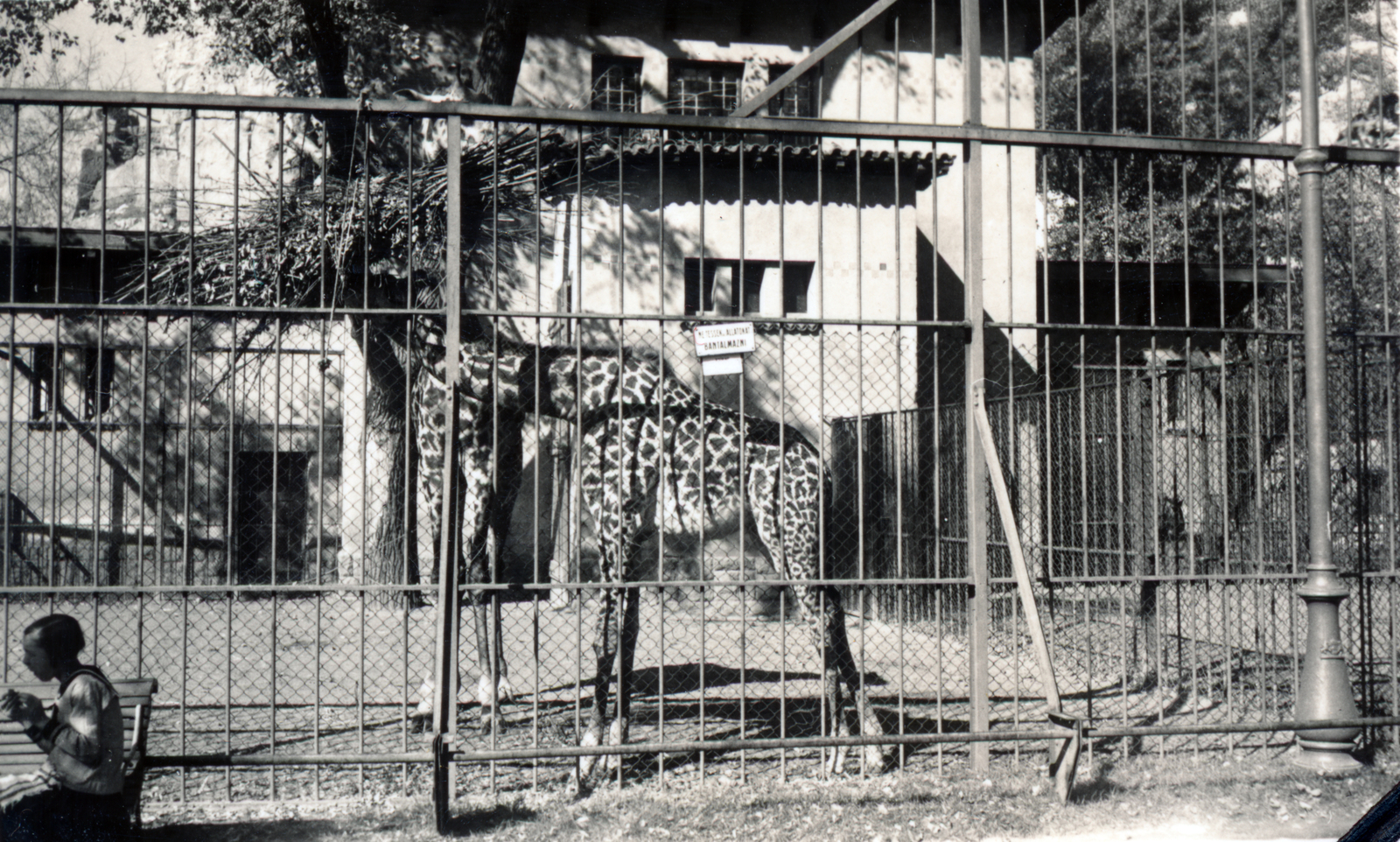 Hungary, Zoo, Budapest XIV., 1935, Rostóczky Alfonz, Budapest, zoo, giraffe, Fortepan #165596