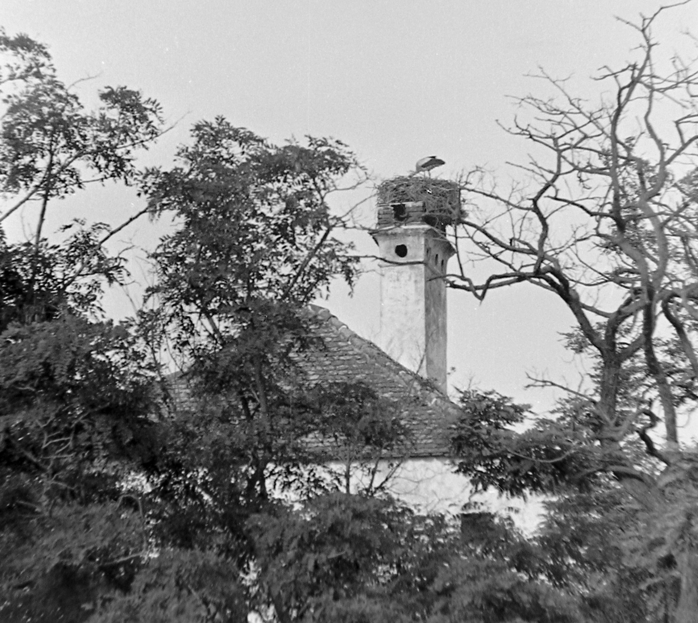 Hungary, 1950, Magyar Rendőr, bird, stork, Fortepan #16660