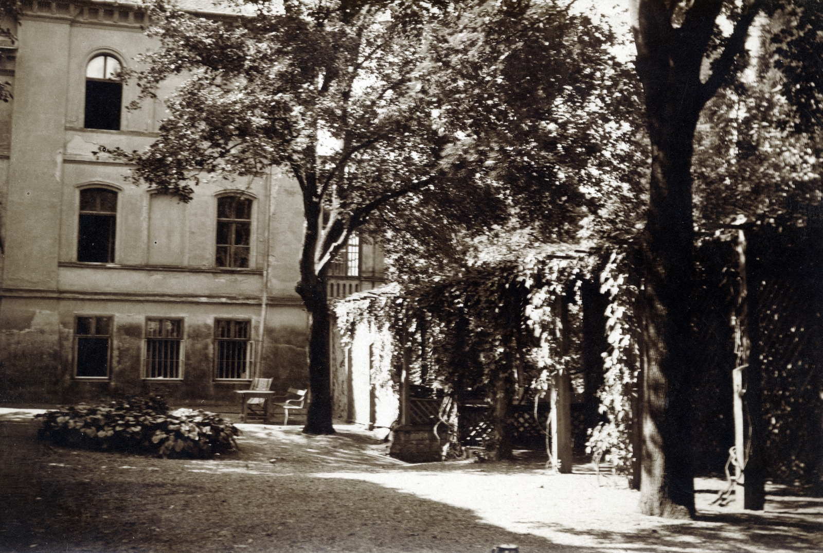 1925, Bősze Ádám, növény, fa, Fortepan #170029