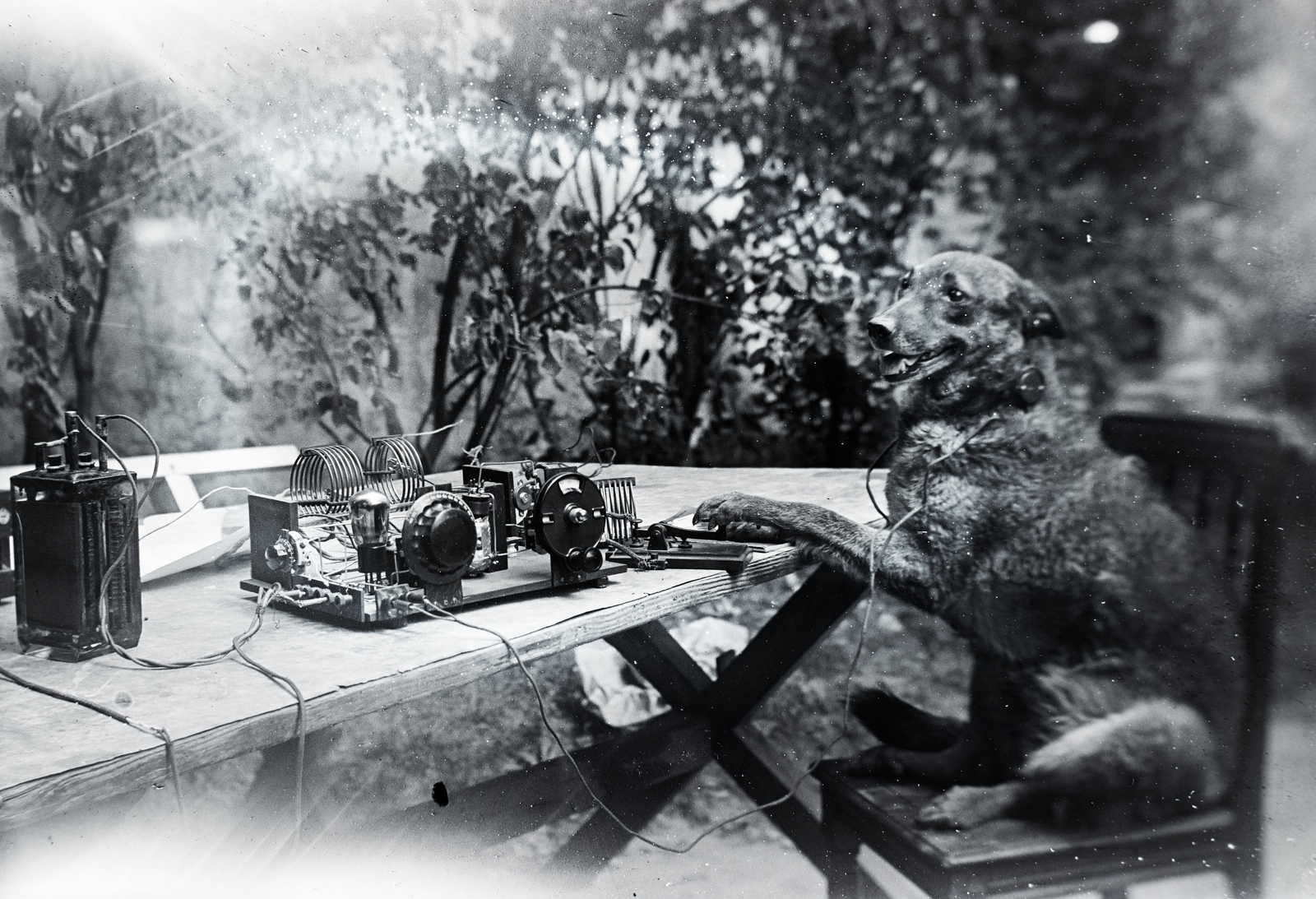 1931, Privát Fotó és Film Archívum-Höfler Tibor gyűjtemény, dog, radio, ham radio, radio broadcasting, Fortepan #170365