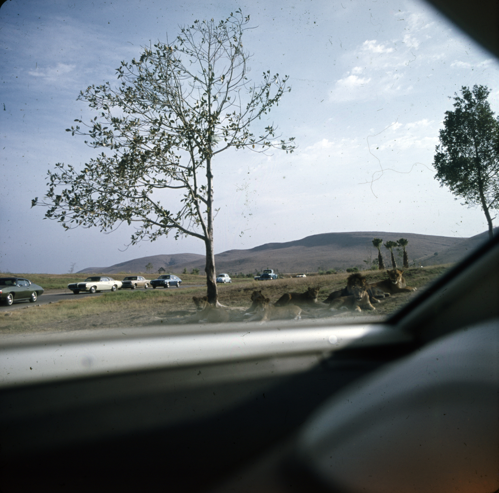 1975, Sárosi Imre, safari park, vehicle interior, Fortepan #170978