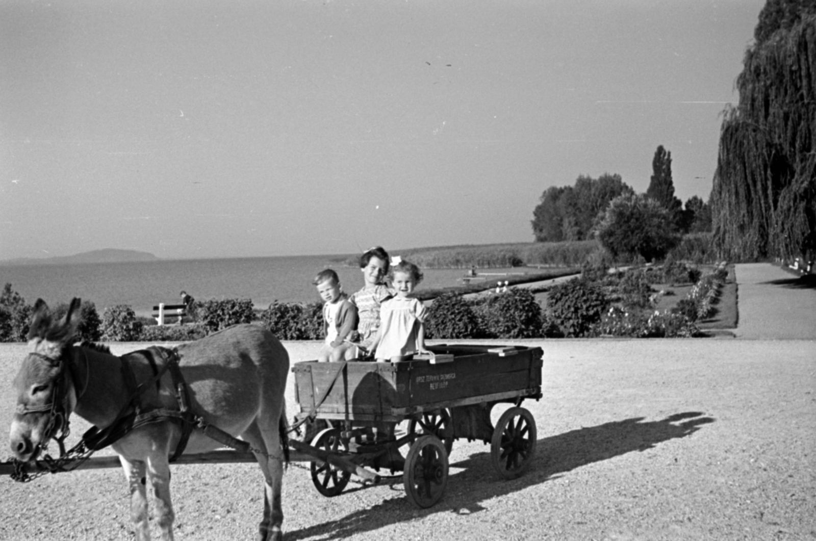 Hungary,Lake Balaton, Révfülöp, 1953, Sattler Katalin, donkey, chariot, Fortepan #171123
