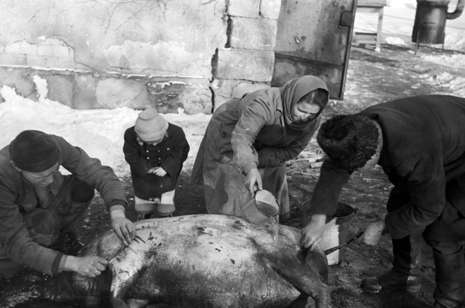1955, Sattler Katalin, állatvágás, Fortepan #171149
