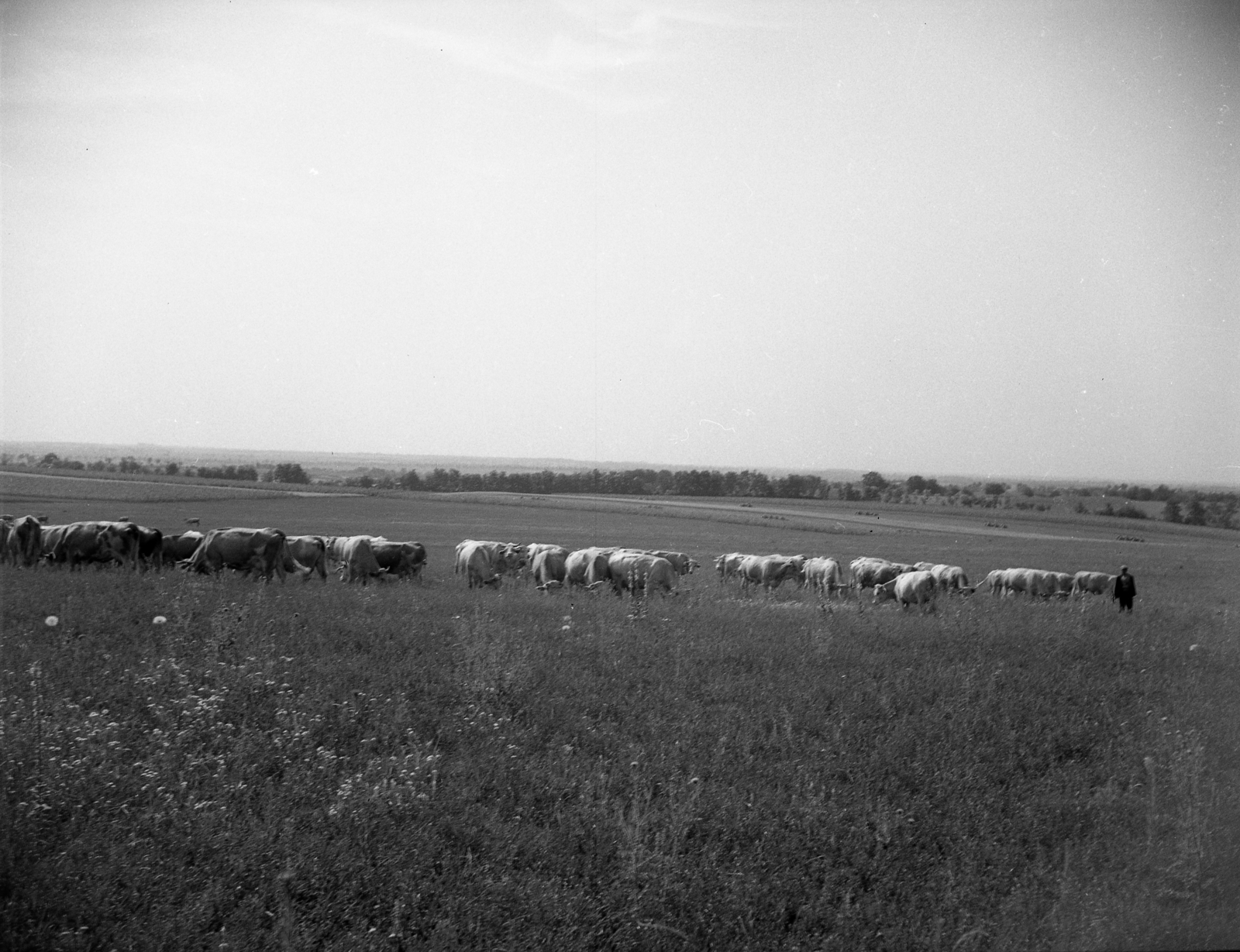 Hungary, Enying, Alsótekeres-puszta, ekkor az önálló Balatonbozsok község része, ma mindkettő a város része., 1938, Ormos Imre Alapítvány, Ormos Imre, cattle, Fortepan #173104