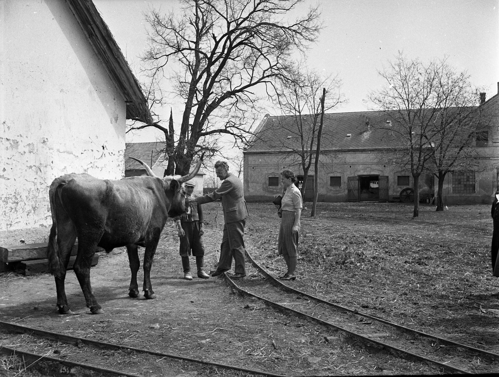 Hungary, Enying, Alsótekeres-puszta, ekkor az önálló Balatonbozsok község része, ma mindkettő a város része. Schrikker uradalom., 1938, Ormos Imre Alapítvány, Ormos Imre, Hungarian grey cattle, cattle, Fortepan #173106