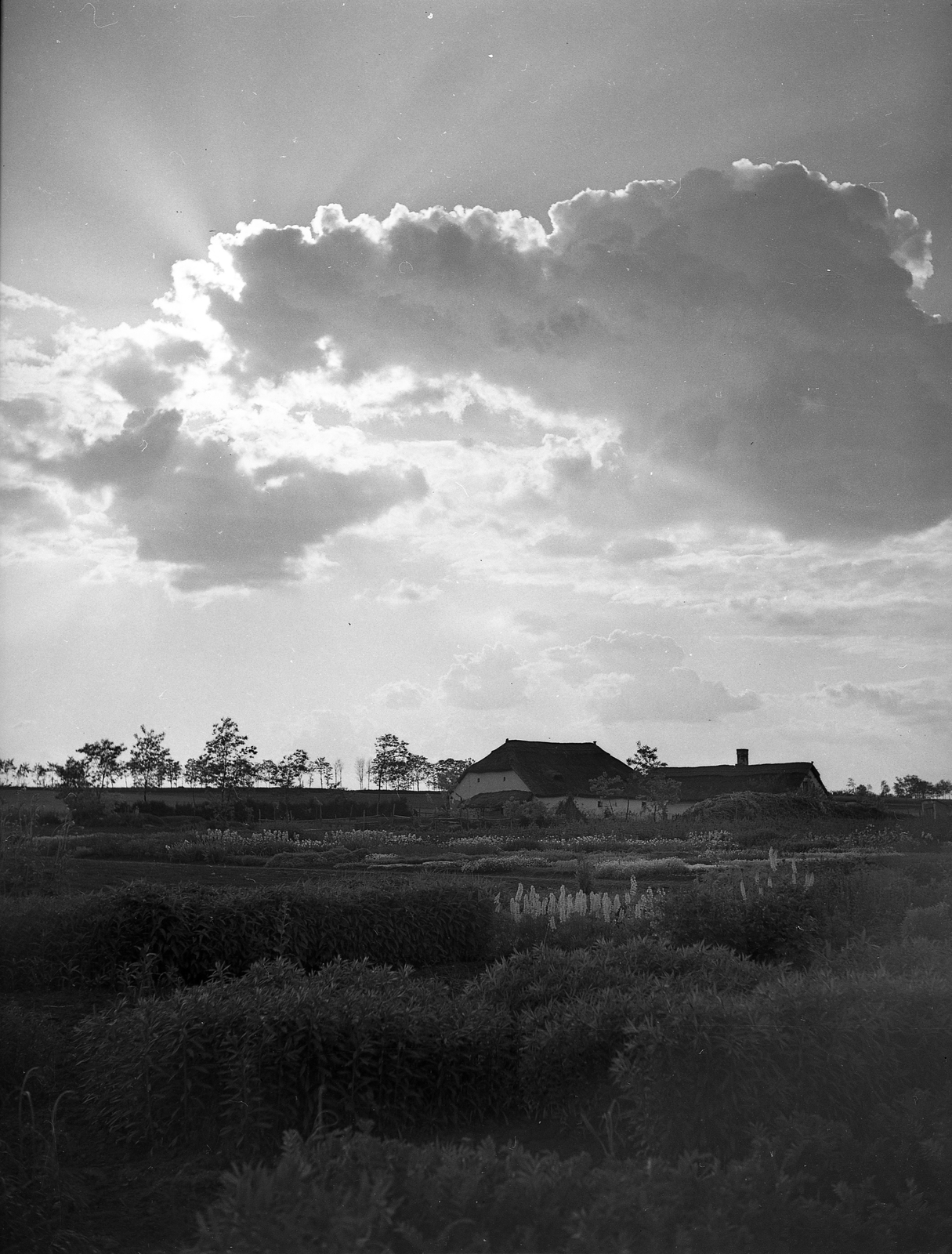 Hungary, Enying, Alsótekeres-puszta, ekkor az önálló Balatonbozsok község része, ma mindkettő a város része. Schrikker uradalom., 1938, Ormos Imre Alapítvány, Ormos Imre, clouds, farm, thatch roof, Fortepan #173107