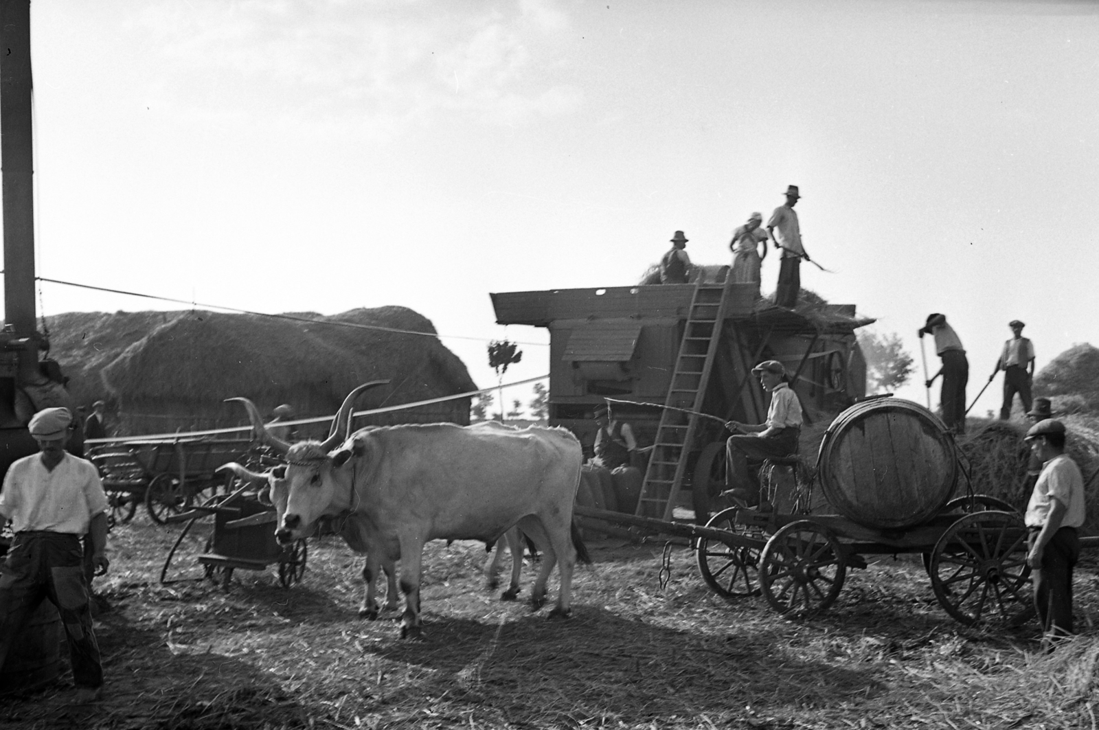 Hungary, Enying, Alsótekeres-puszta, ekkor az önálló Balatonbozsok község része, ma mindkettő a város része. Schrikker uradalom, cséplés., 1938, Ormos Imre Alapítvány, Ormos Imre, barrel, water truck, Hungarian grey cattle, threshing machine, harvest, cattle, threshing, hackery, Fortepan #173110