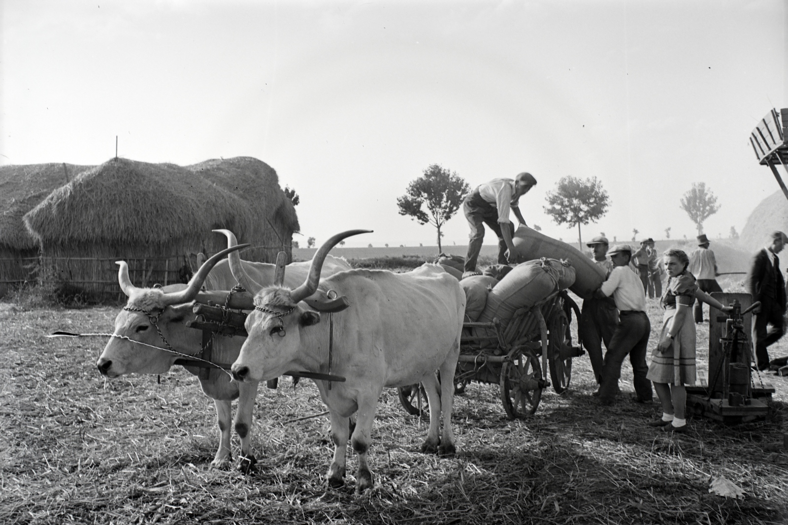 Hungary, Enying, Alsótekeres-puszta, ekkor az önálló Balatonbozsok község része, ma mindkettő a város része. Schrikker uradalom, betakaritás., 1938, Ormos Imre Alapítvány, Ormos Imre, cattle, summer, harvest, hackery, thatch roof, Hungarian grey cattle, sack, threshing, Fortepan #173152