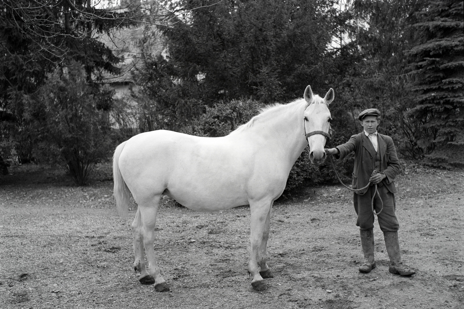 Hungary, Enying, Alsótekeres-puszta, ekkor az önálló Balatonbozsok község része, ma mindkettő a város része., 1938, Ormos Imre Alapítvány, Ormos Imre, pride, horse, Fortepan #173157