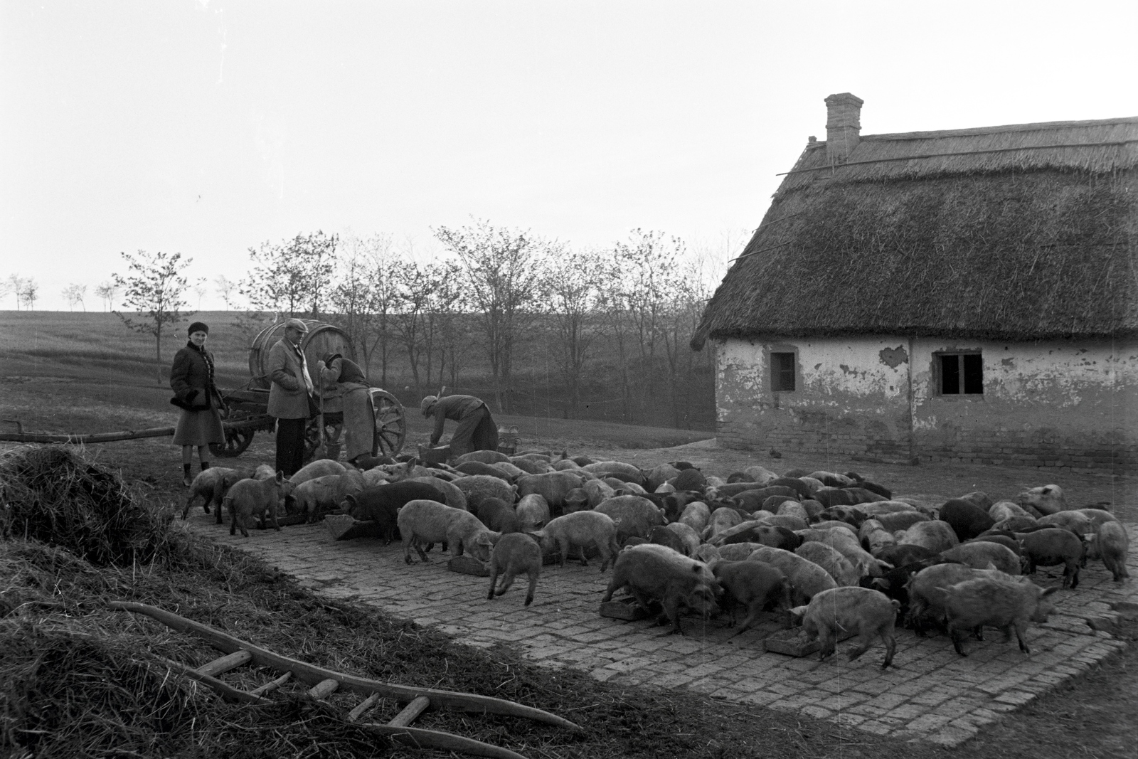 Hungary, Enying, Alsótekeres-puszta, ekkor az önálló Balatonbozsok község része, ma mindkettő a város része., 1938, Ormos Imre Alapítvány, Ormos Imre, sheep, pig, water truck, group of pigs, thatch roof, Fortepan #173170