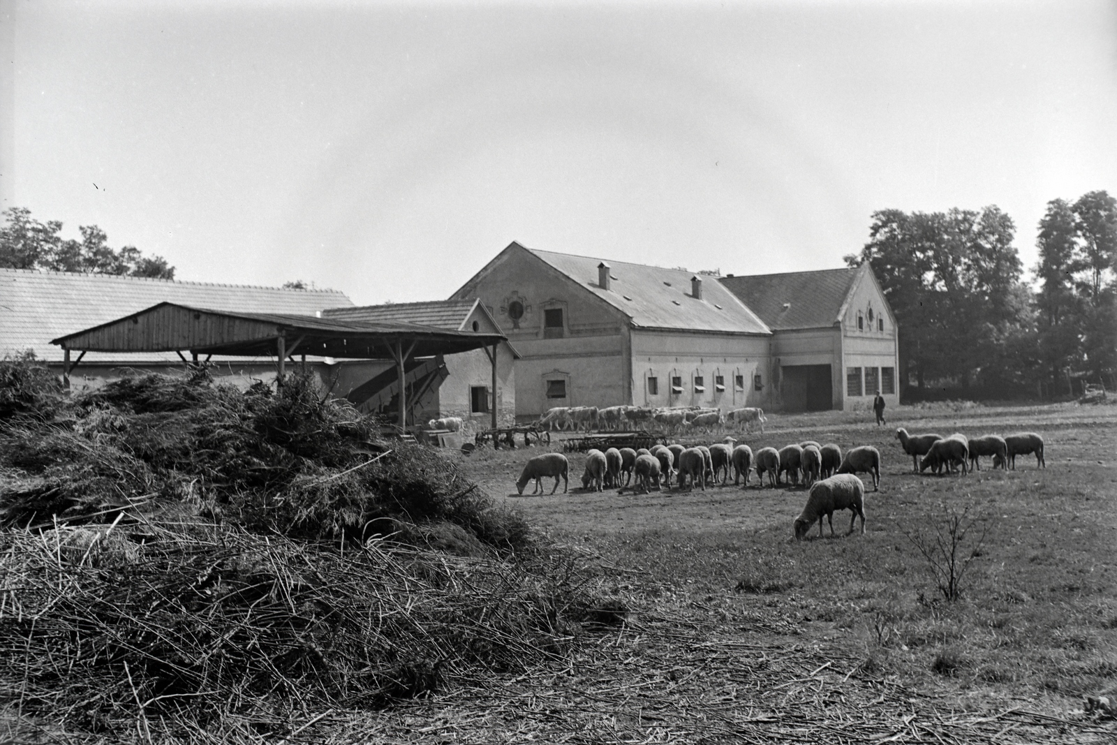 Hungary, Enying, Alsótekeres-puszta, ekkor az önálló Balatonbozsok község része, ma mindkettő a város része. Schrikker uradalom., 1938, Ormos Imre Alapítvány, Ormos Imre, sheep, herd, pasture, estate, Fortepan #173172