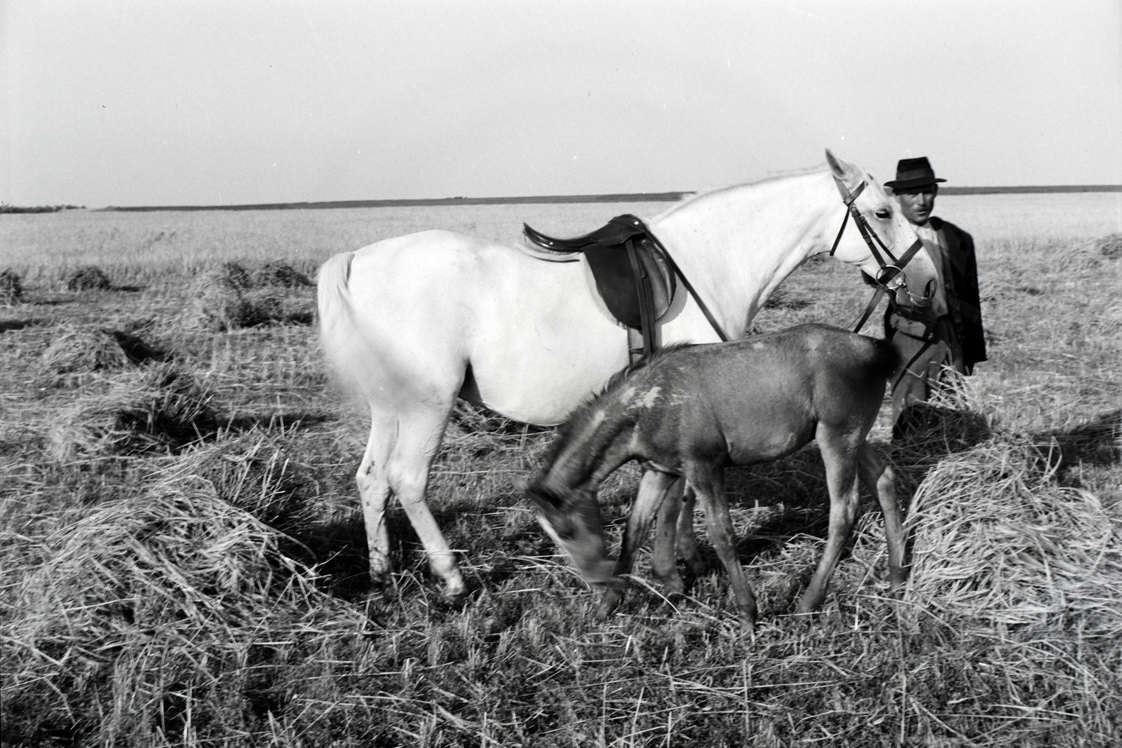 Hungary, Enying, Alsótekeres-puszta, ekkor az önálló Balatonbozsok község része, ma mindkettő a város része., 1940, Ormos Imre Alapítvány, Ormos Imre, saddle, horse, foal, stubble, Fortepan #173266