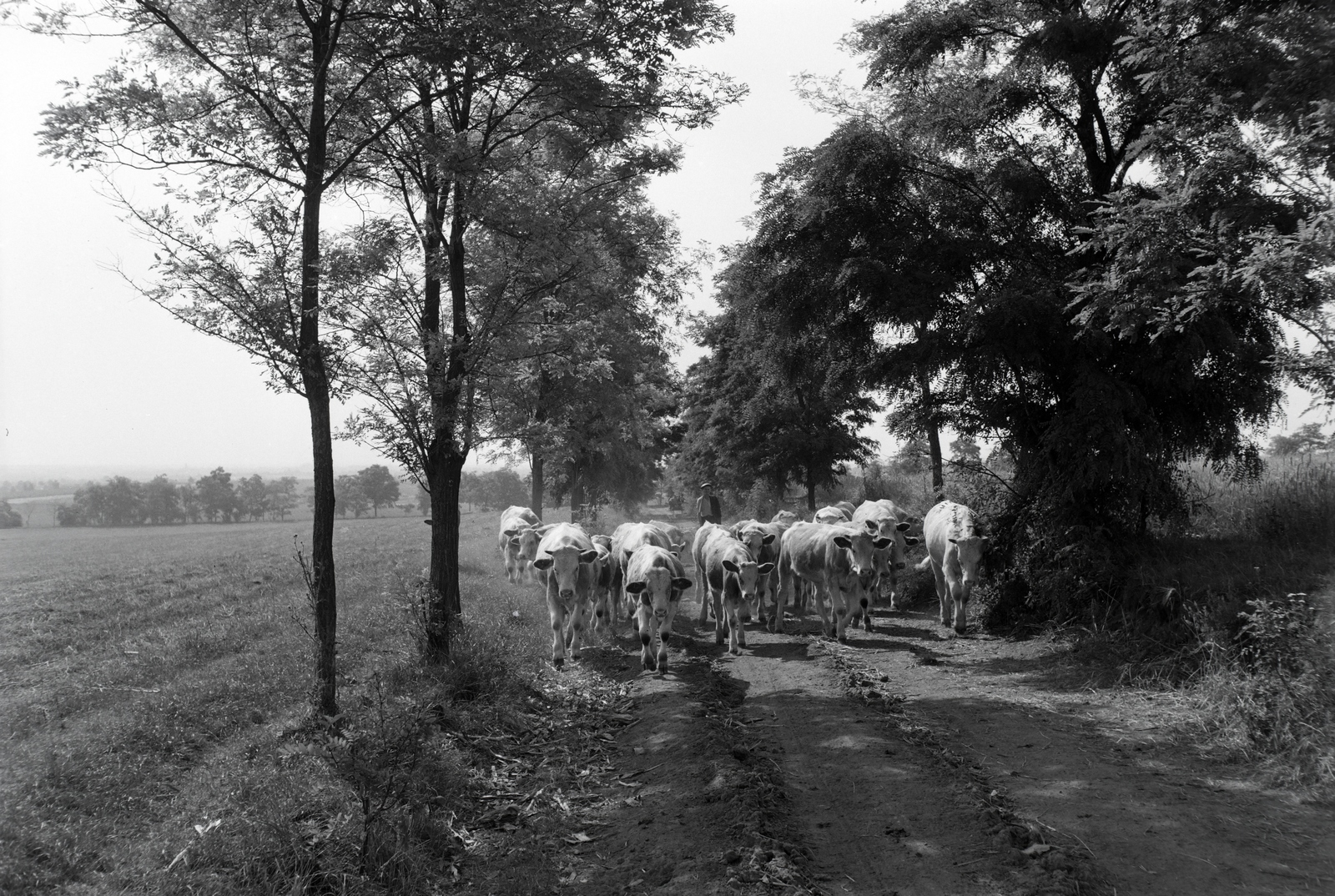 Hungary, Enying, Alsótekeres-puszta, ekkor az önálló Balatonbozsok község része, ma mindkettő a város része., 1940, Ormos Imre Alapítvány, Ormos Imre, cattle, pasture, Fortepan #173267