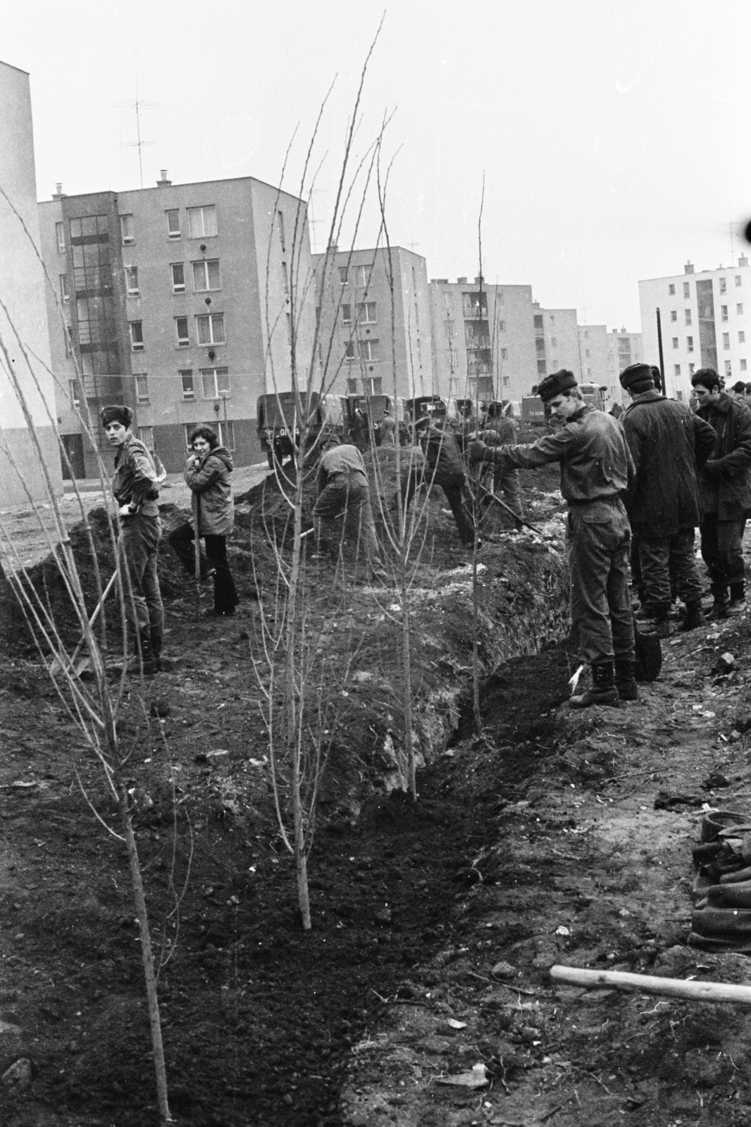 Magyarország, Budapest X., az Óhegy (Barátság) park fásítása, háttérben a Dér (Duda) utca épületei., 1973, Chuckyeager tumblr, Budapest, park, fa, Fortepan #175538