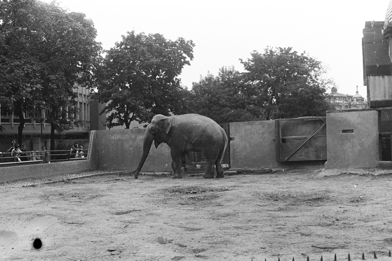 Hungary, Zoo, Budapest XIV., 1972, Chuckyeager tumblr, Budapest, elephant, Fortepan #175556