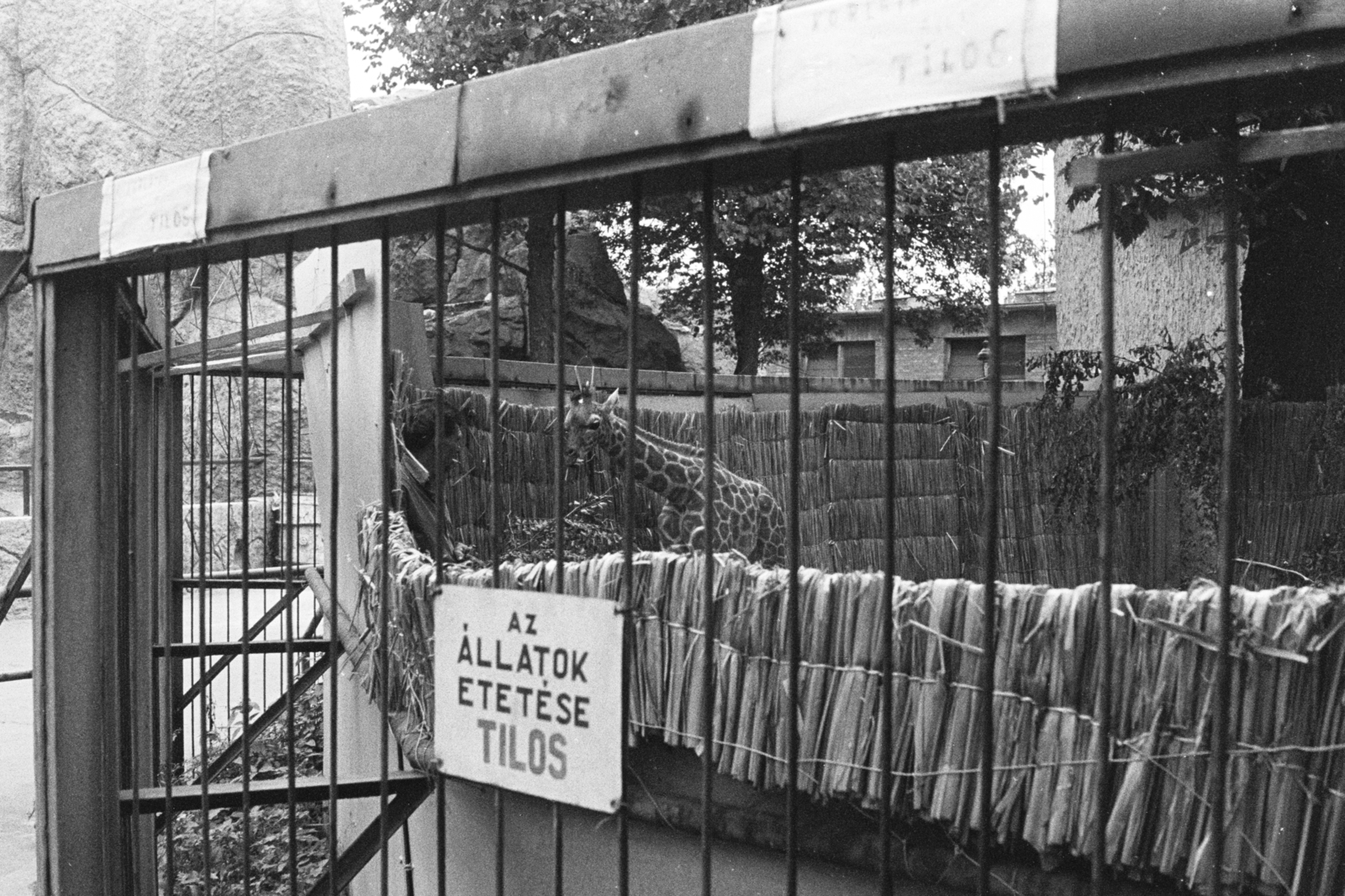 Magyarország, Városliget,Állatkert, Budapest XIV., 1972, Chuckyeager tumblr, Budapest, zsiráf, Fortepan #175557