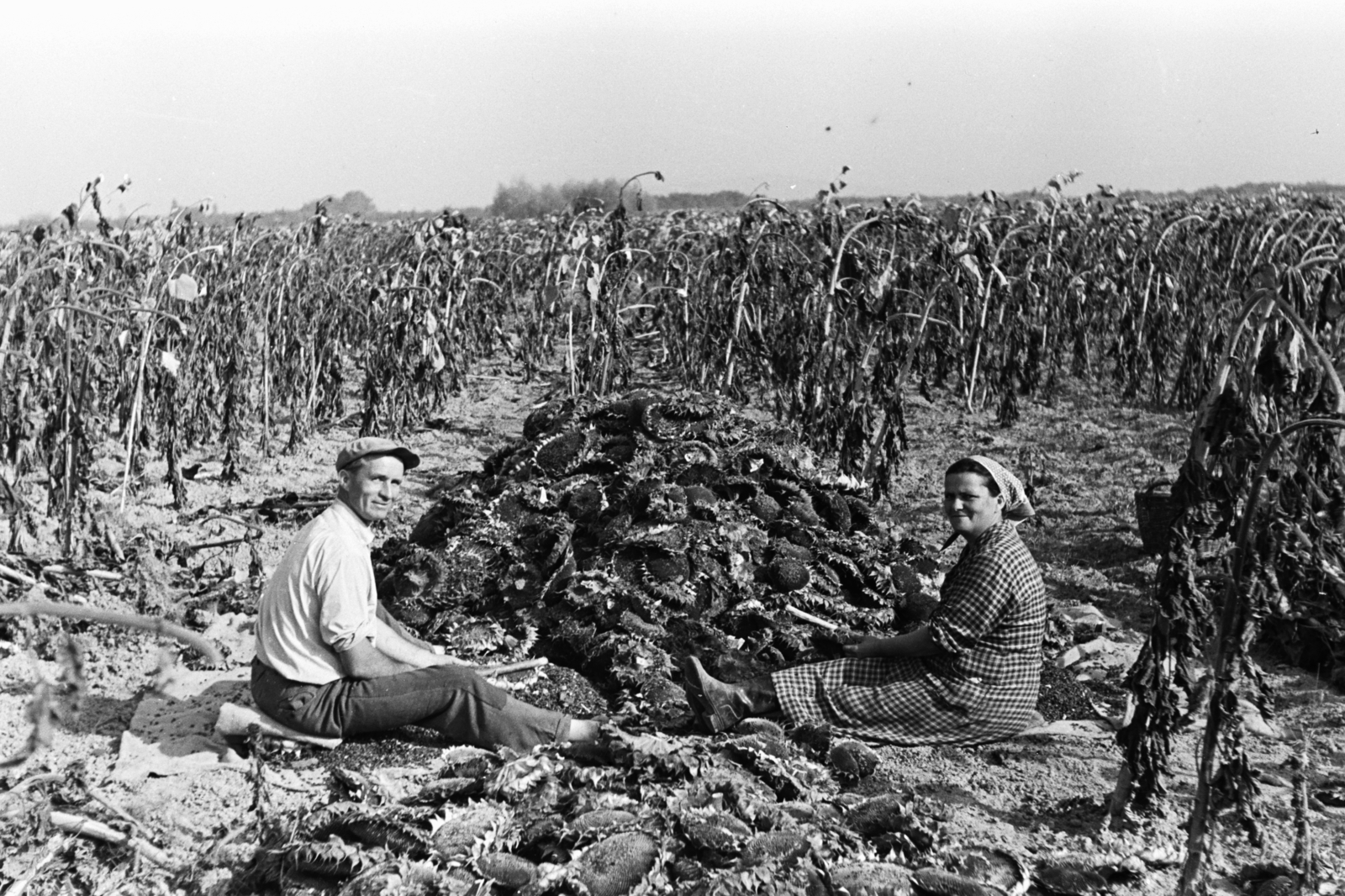 1961, Chuckyeager tumblr, threshing, Fortepan #176359