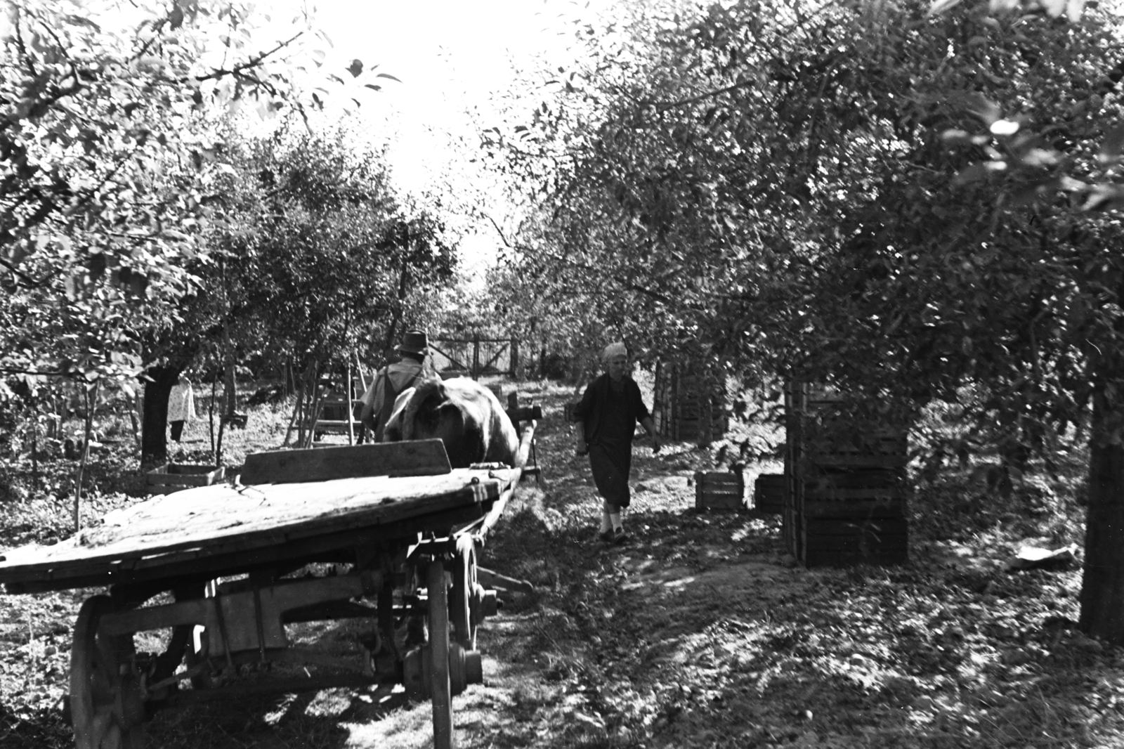 1961, Chuckyeager tumblr, Horse-drawn carriage, Fortepan #176364