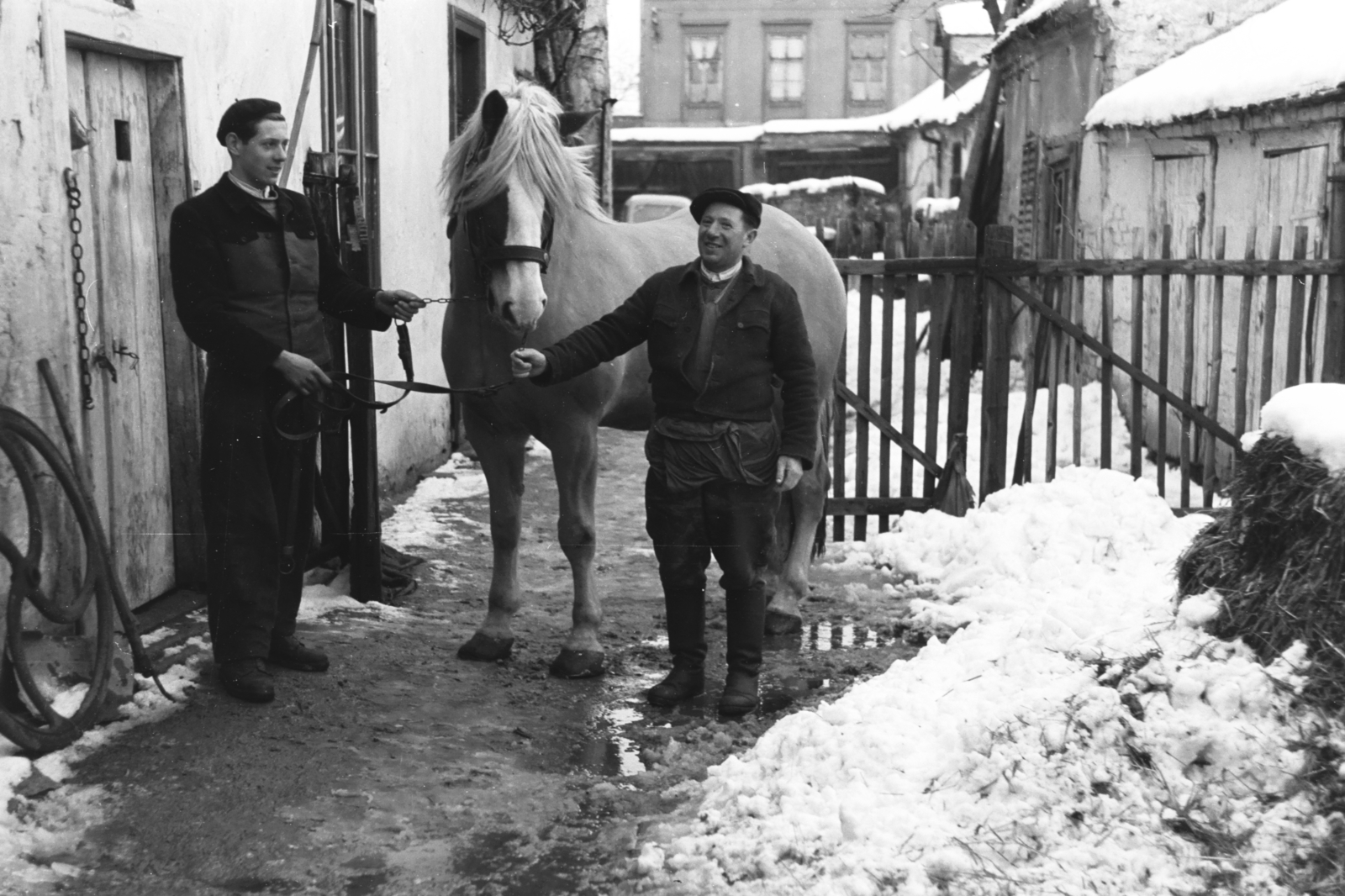 Hungary, Sopron, a felvétel az Újteleki utca 21. számú ház udvarán készült., 1958, Chuckyeager tumblr, horse, Fortepan #176399