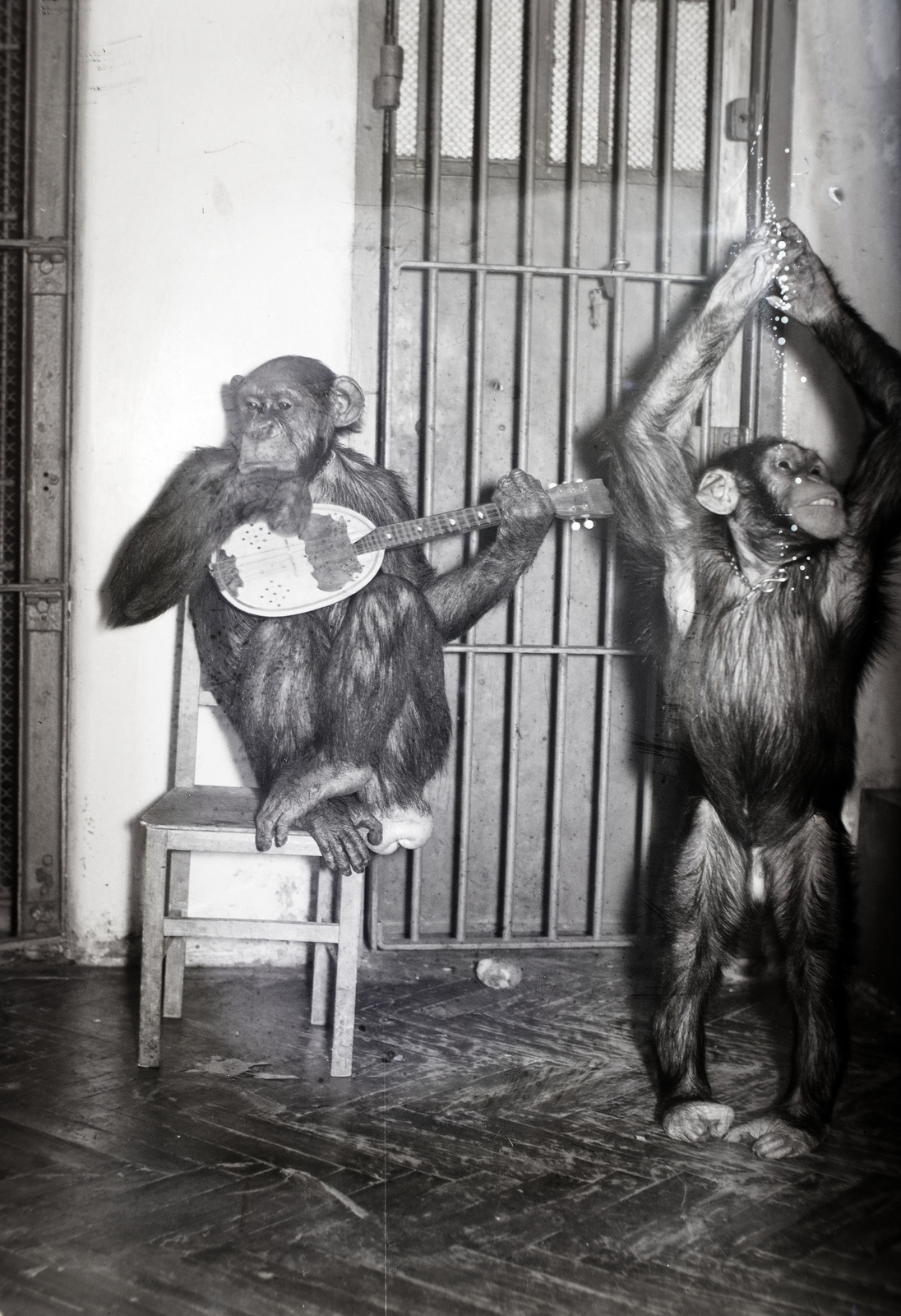 1938, Bojár Sándor, monkey, musical instrument, Fortepan #177238