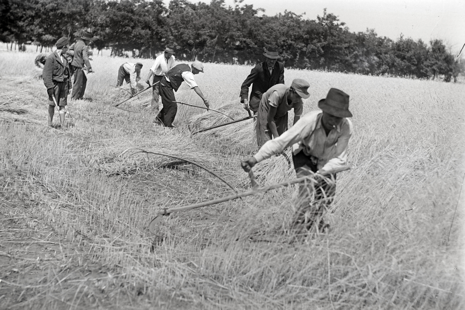 1940, Bojár Sándor, harvest, scythe, Fortepan #177316