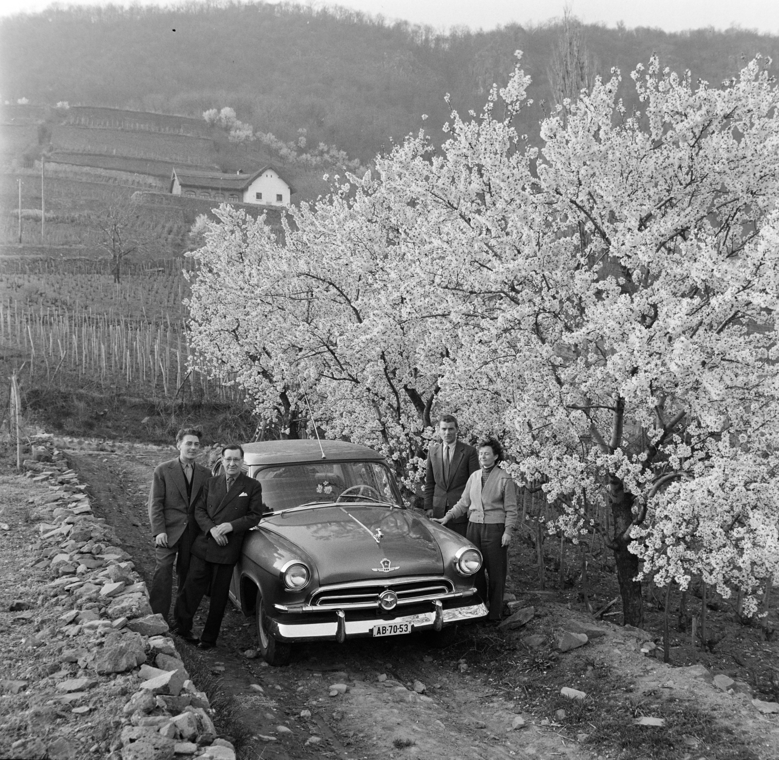 Hungary,Lake Balaton, Badacsonytomaj, kilátás a Badacsony felé, a hegyoldalban középen a Kisfaludy-ház., 1961, Bojár Sándor, Fortepan #177494