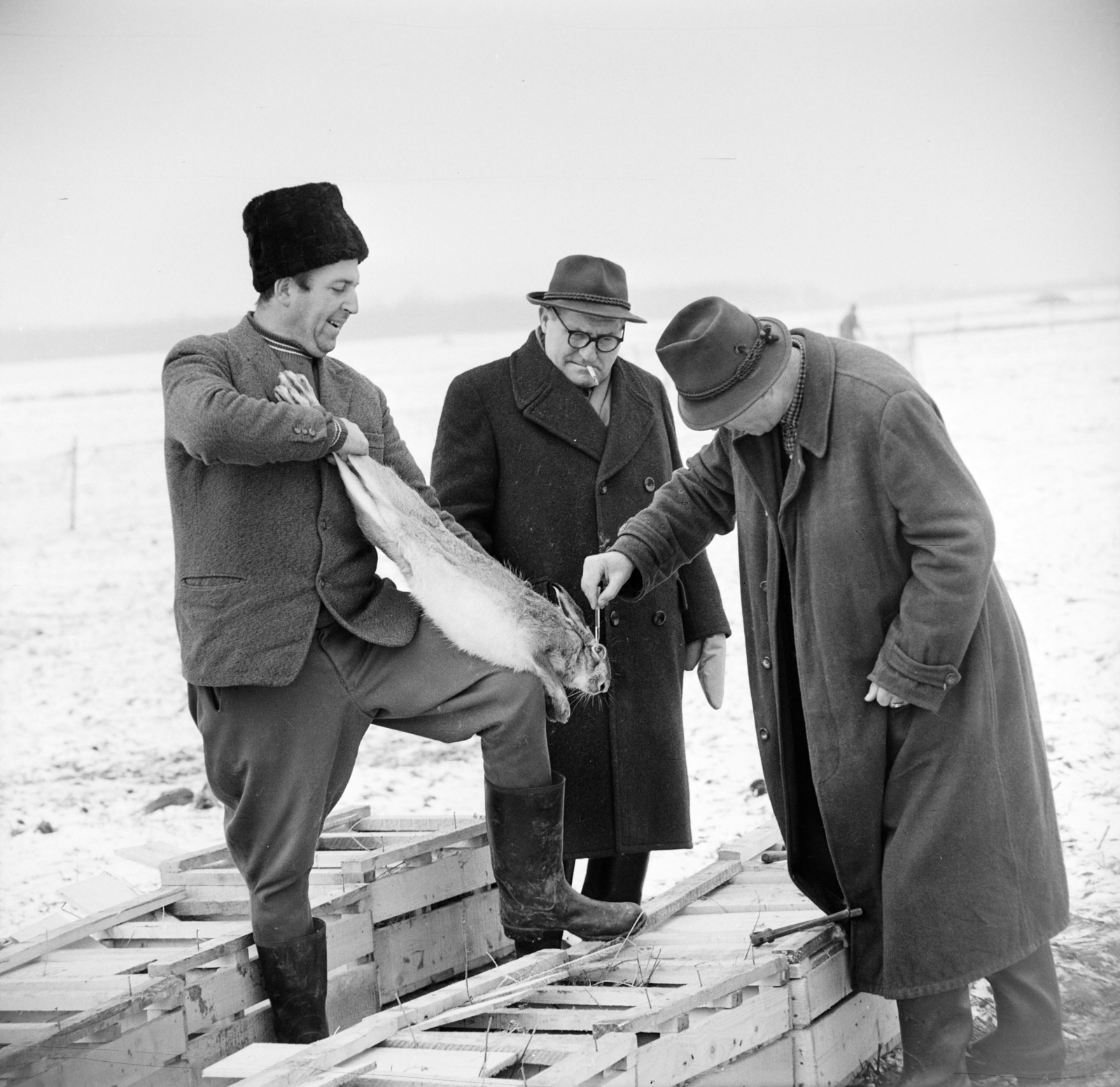 Hungary, Üllő, élő nyúl befogás a Magnezitipari Művek vadásztársaságának területén., 1965, Bojár Sándor, hunting, Fortepan #177501