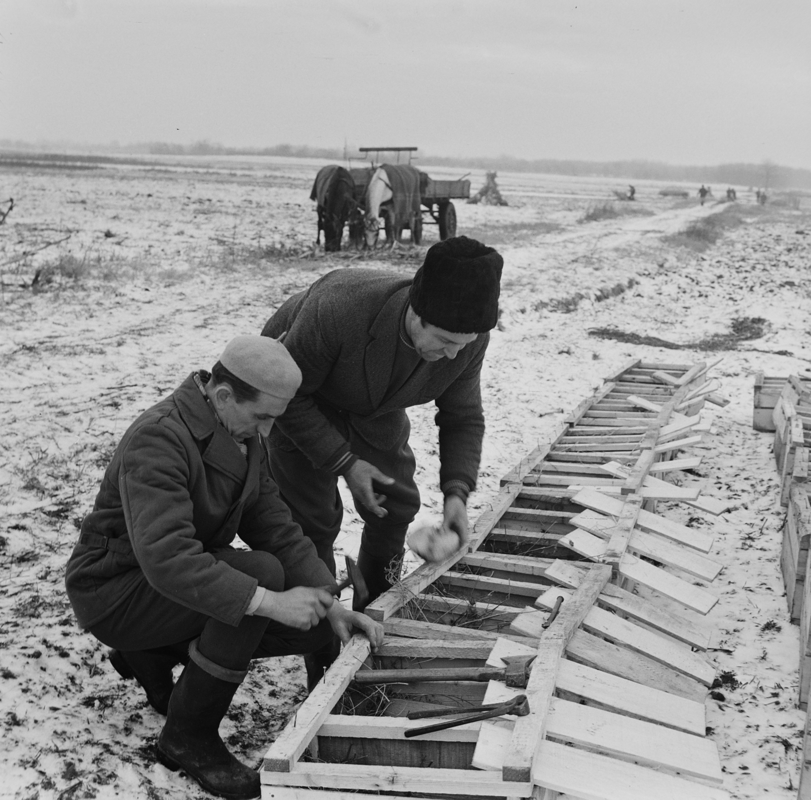 Magyarország, Üllő, élő nyúl befogás a Magnezitipari Művek vadásztársaságának területén., 1965, Bojár Sándor, Fortepan #177503