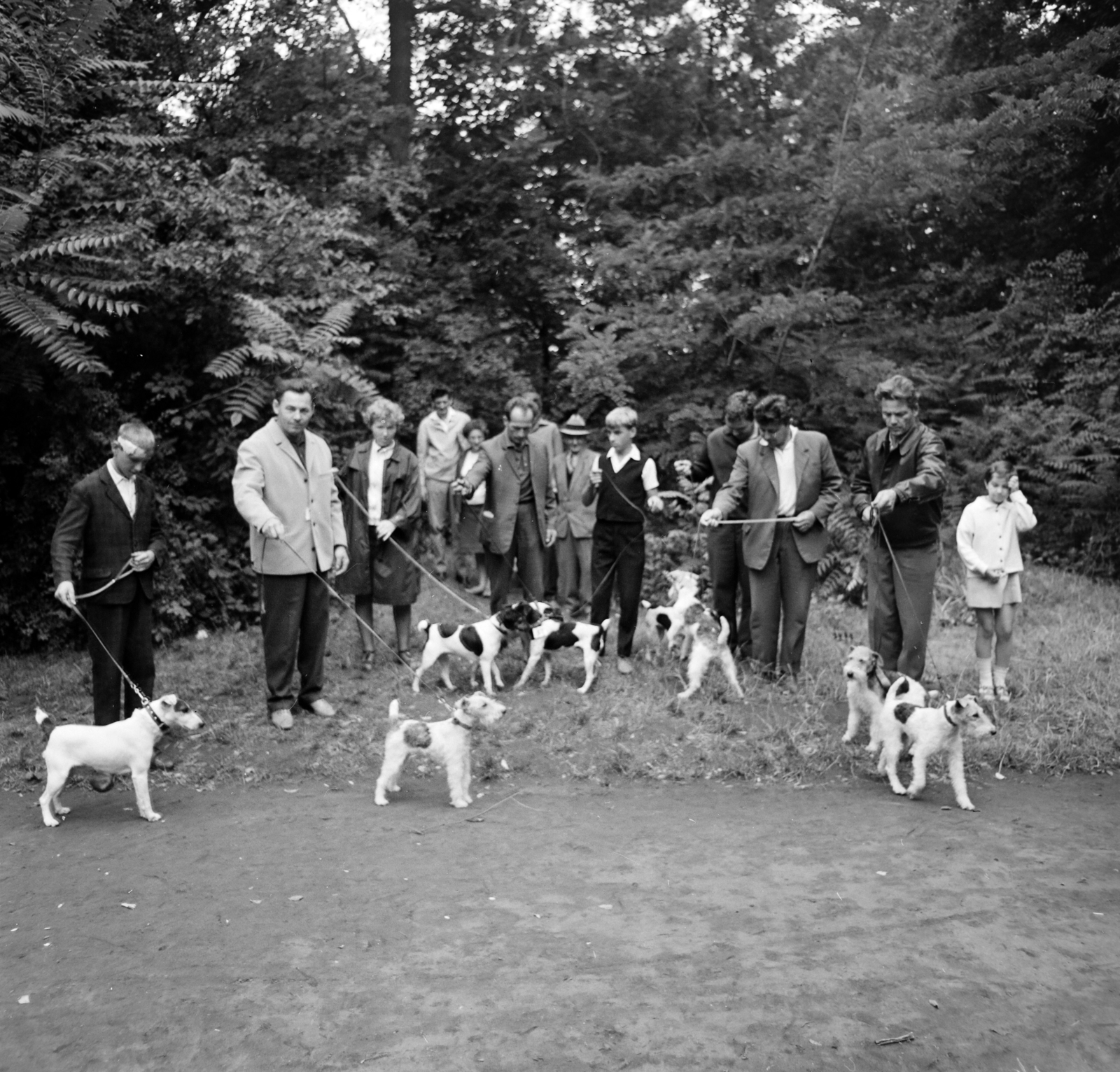1965, Bojár Sándor, dog, Fortepan #177509