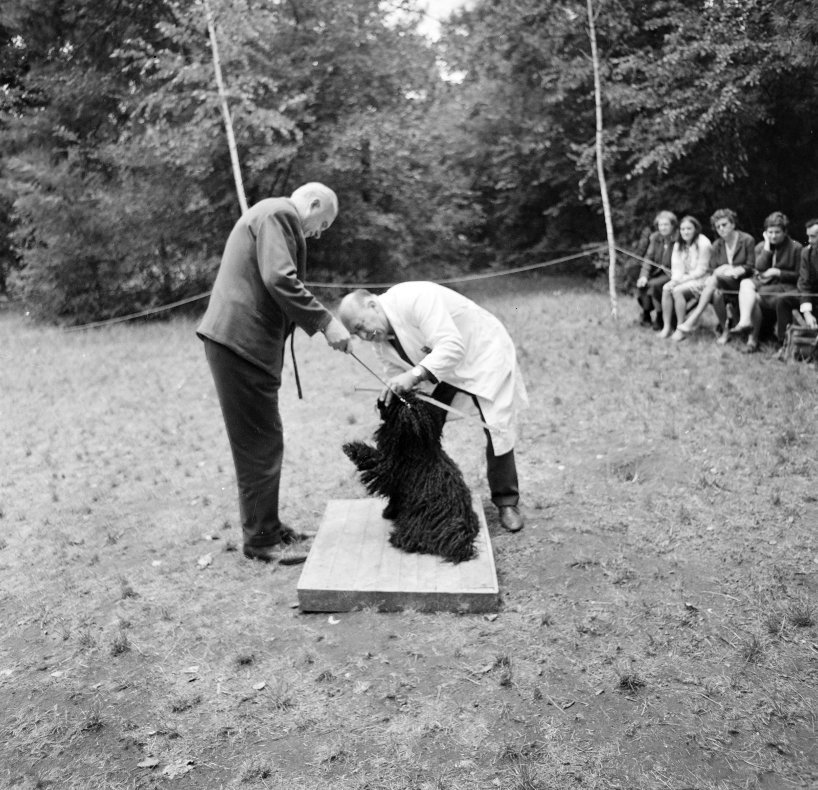 1965, Bojár Sándor, dog, Fortepan #177511