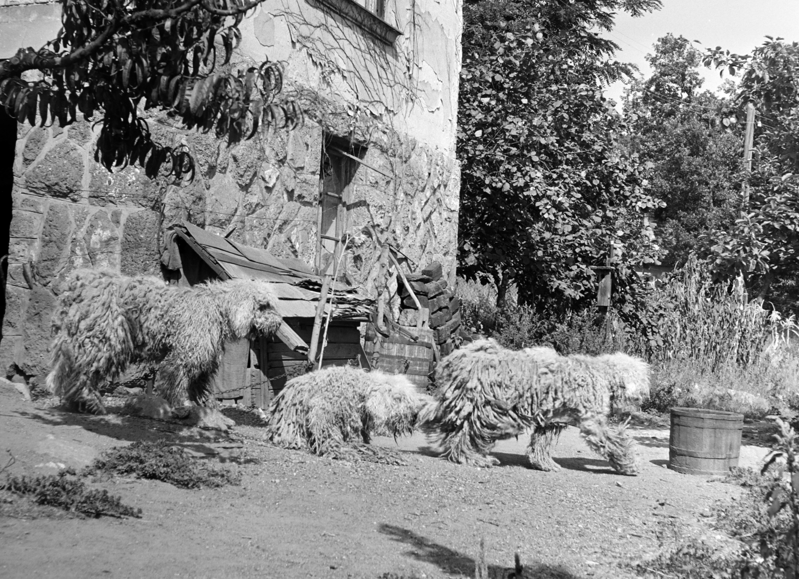 1966, Bojár Sándor, kutya, Fortepan #177525