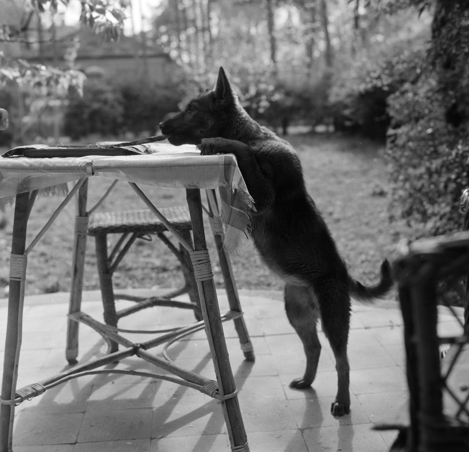 1966, Bojár Sándor, dog, table, Fortepan #177526