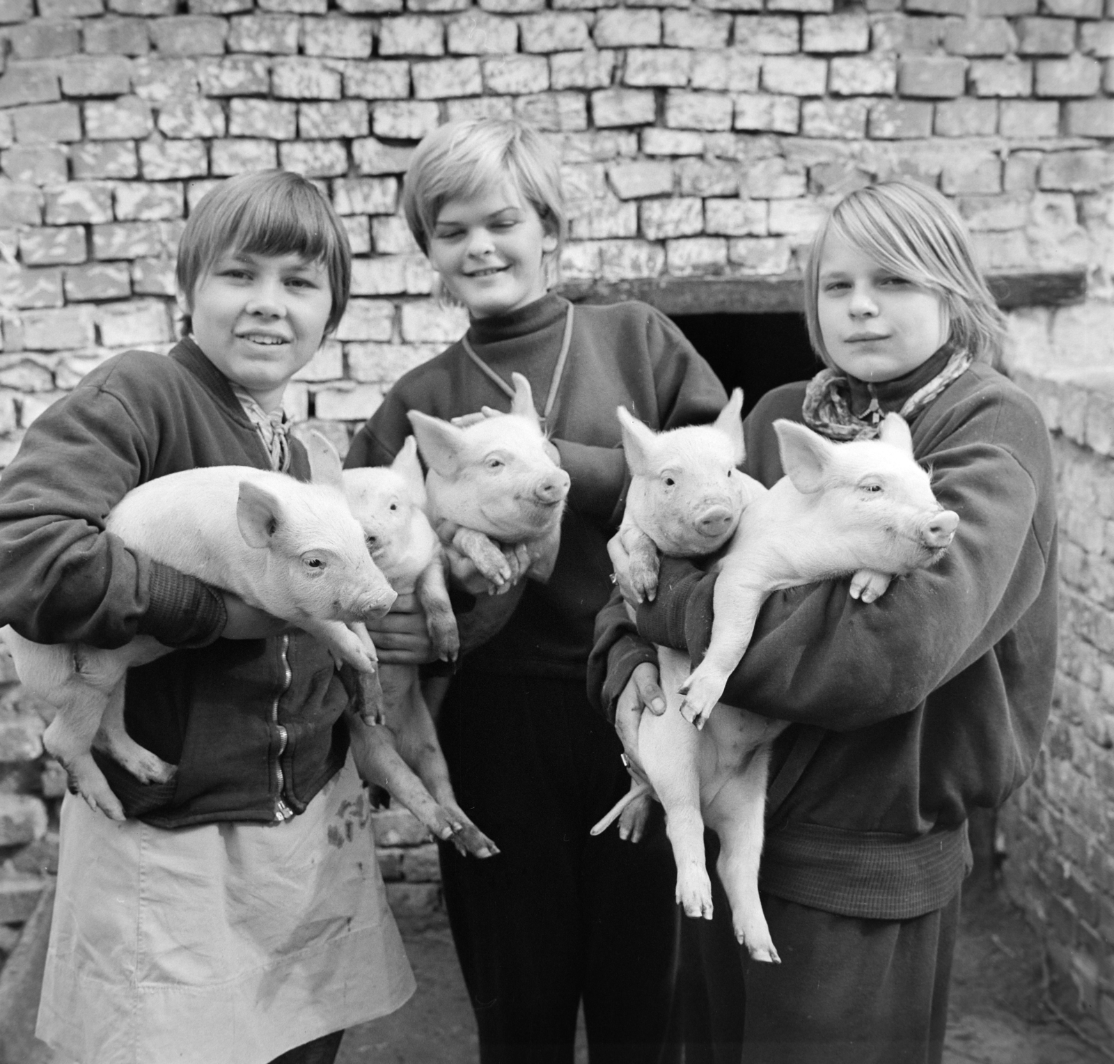 1968, Bojár Sándor, pig, hold in arms, Fortepan #178113