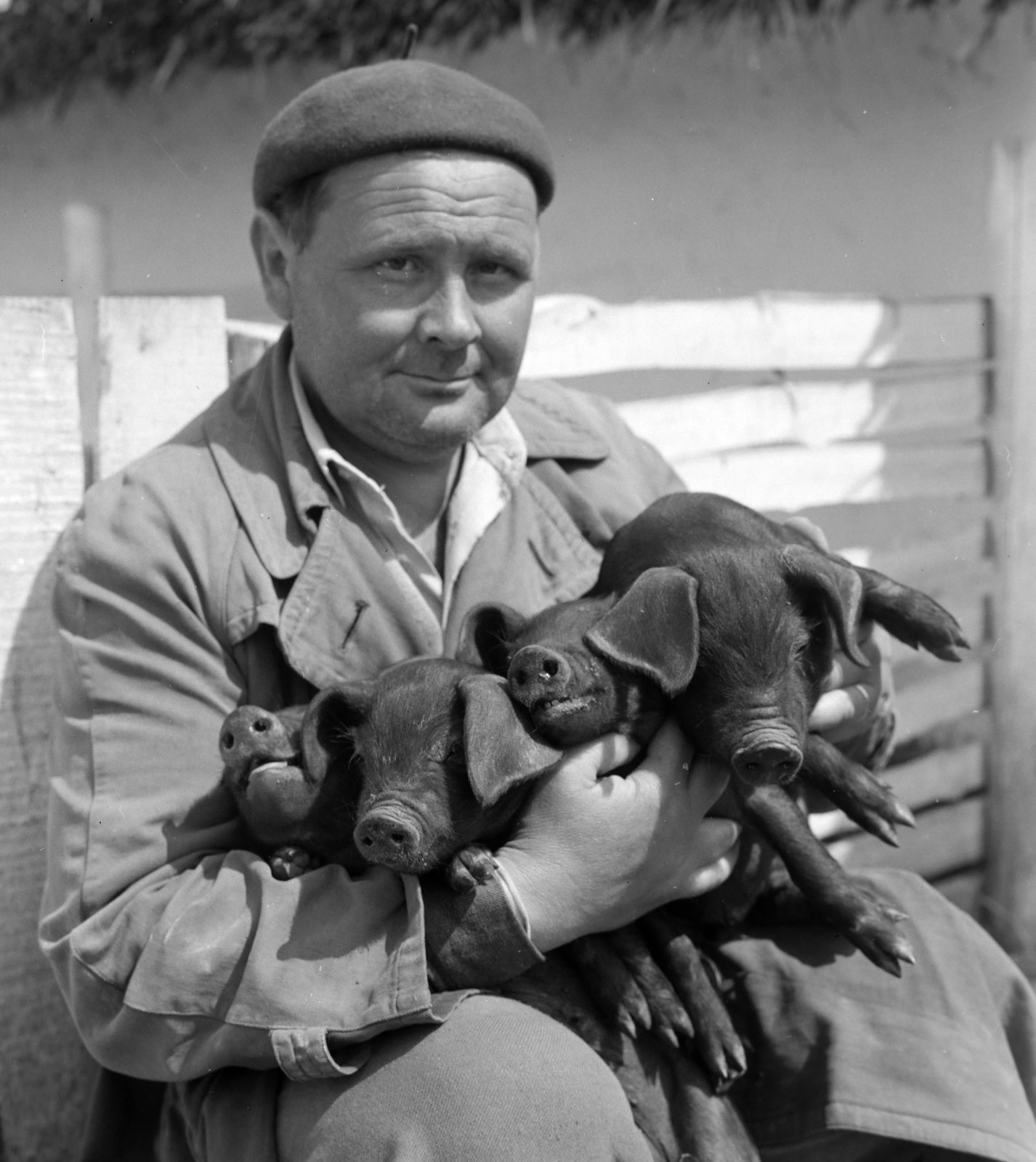 Hungary, Tiszakécske, 1963, Bojár Sándor, pig, hold in arms, Fortepan #178133