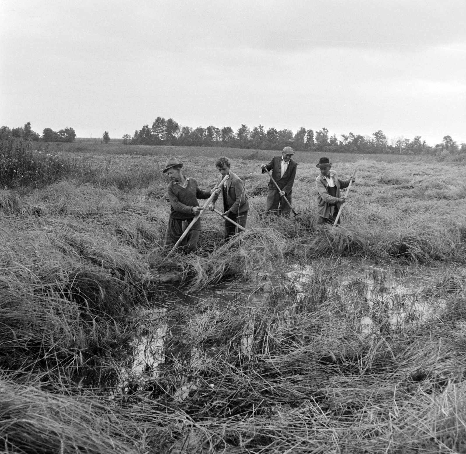 Hungary, Vassurány, Magyar-Szovjet Barátság TSz, kézi kaszás aratás esőzések után, a víz borította szántóföldön., 1965, Bojár Sándor, scythe, Fortepan #178240