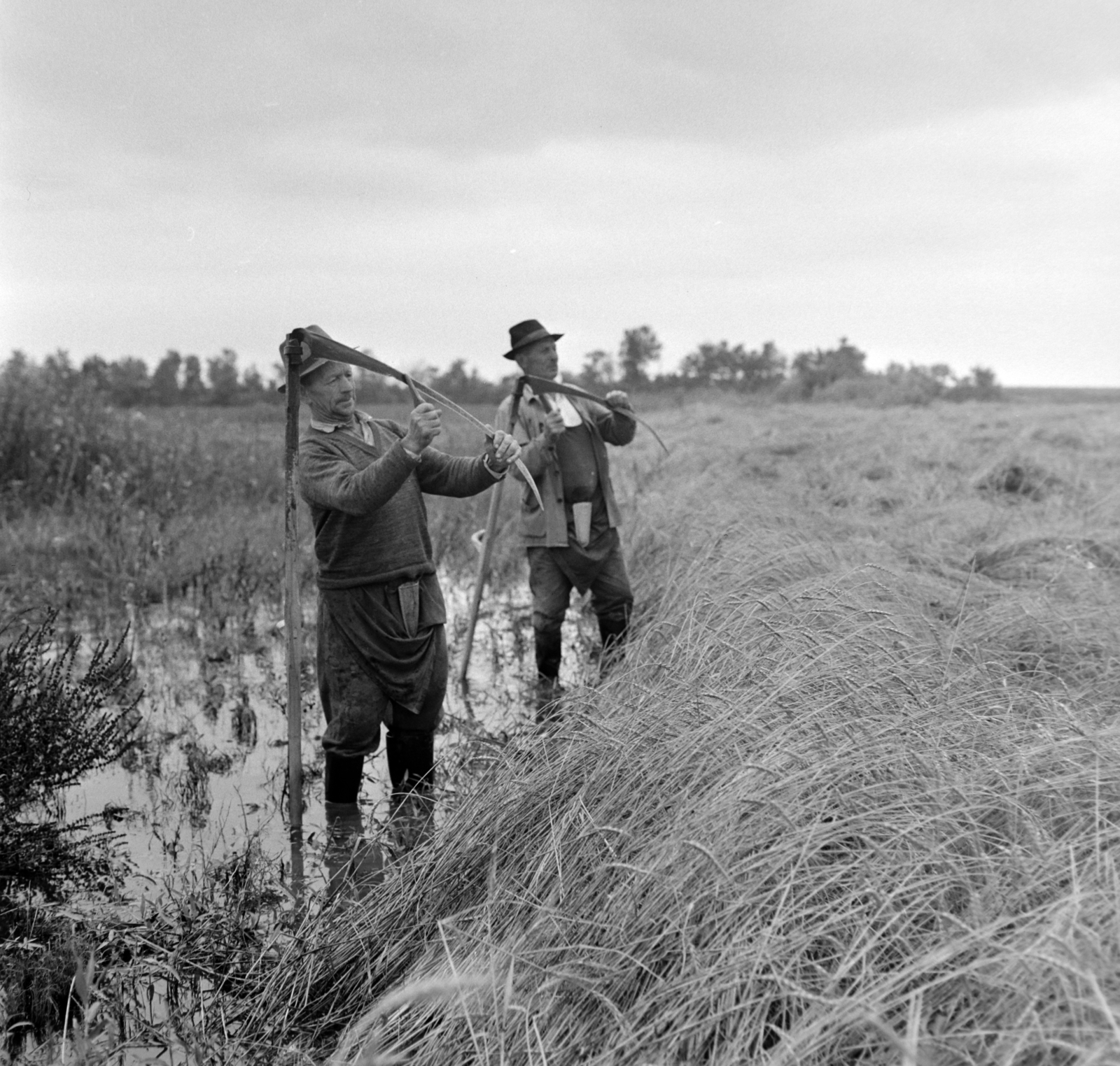 Hungary, Vassurány, Magyar-Szovjet Barátság TSz, kézi kaszás aratás esőzések után, a víz borította szántóföldön., 1965, Bojár Sándor, Fortepan #178241