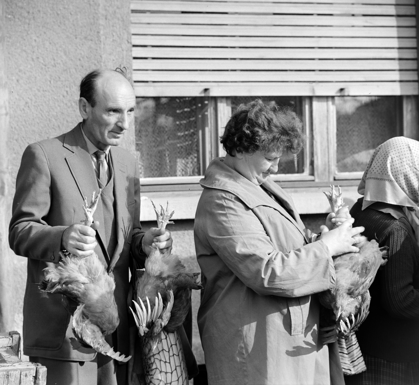 Hungary, Szombathely, piac a Wesselényi Miklós utcánál., 1965, Bojár Sándor, market, poultry, Fortepan #178364