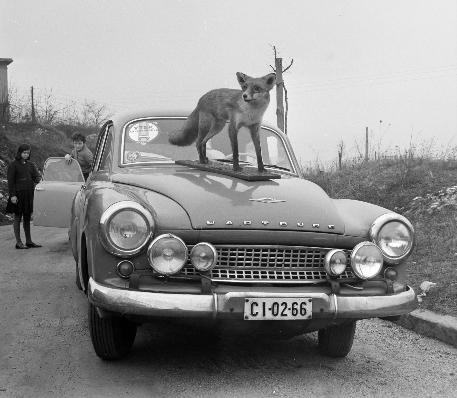 Hungary, Budapest II., Palatinus utca, az autós nyomkeresés, a "rókavadászat" célja., 1965, Bojár Sándor, Budapest, Best of, number plate, fox, taxidermy, Wartburg-brand, Fortepan #178494