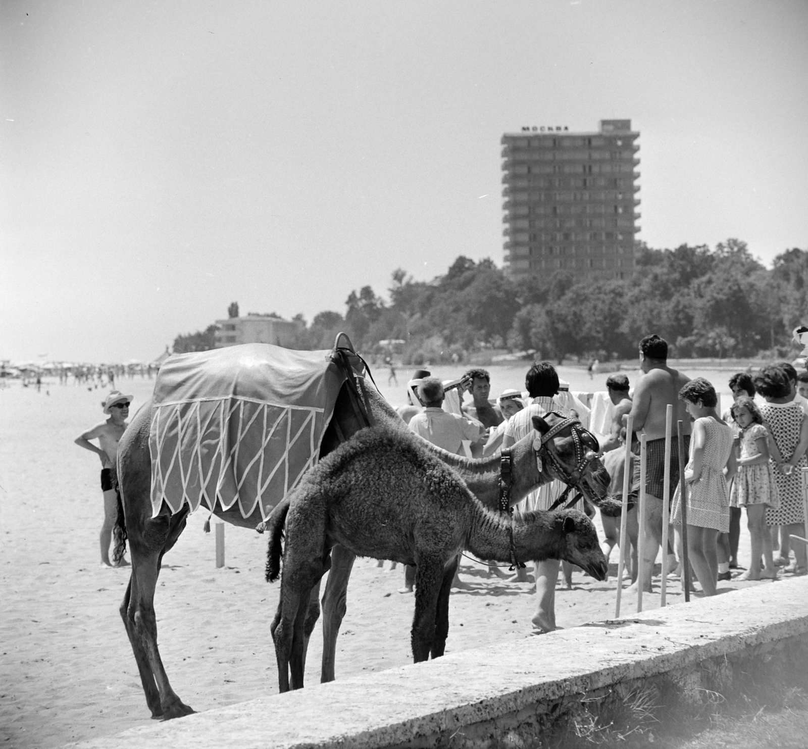 Bulgaria, Varna, tengerpart, háttérben a Hotel Moszkva., 1965, Bojár Sándor, camel, Fortepan #178584