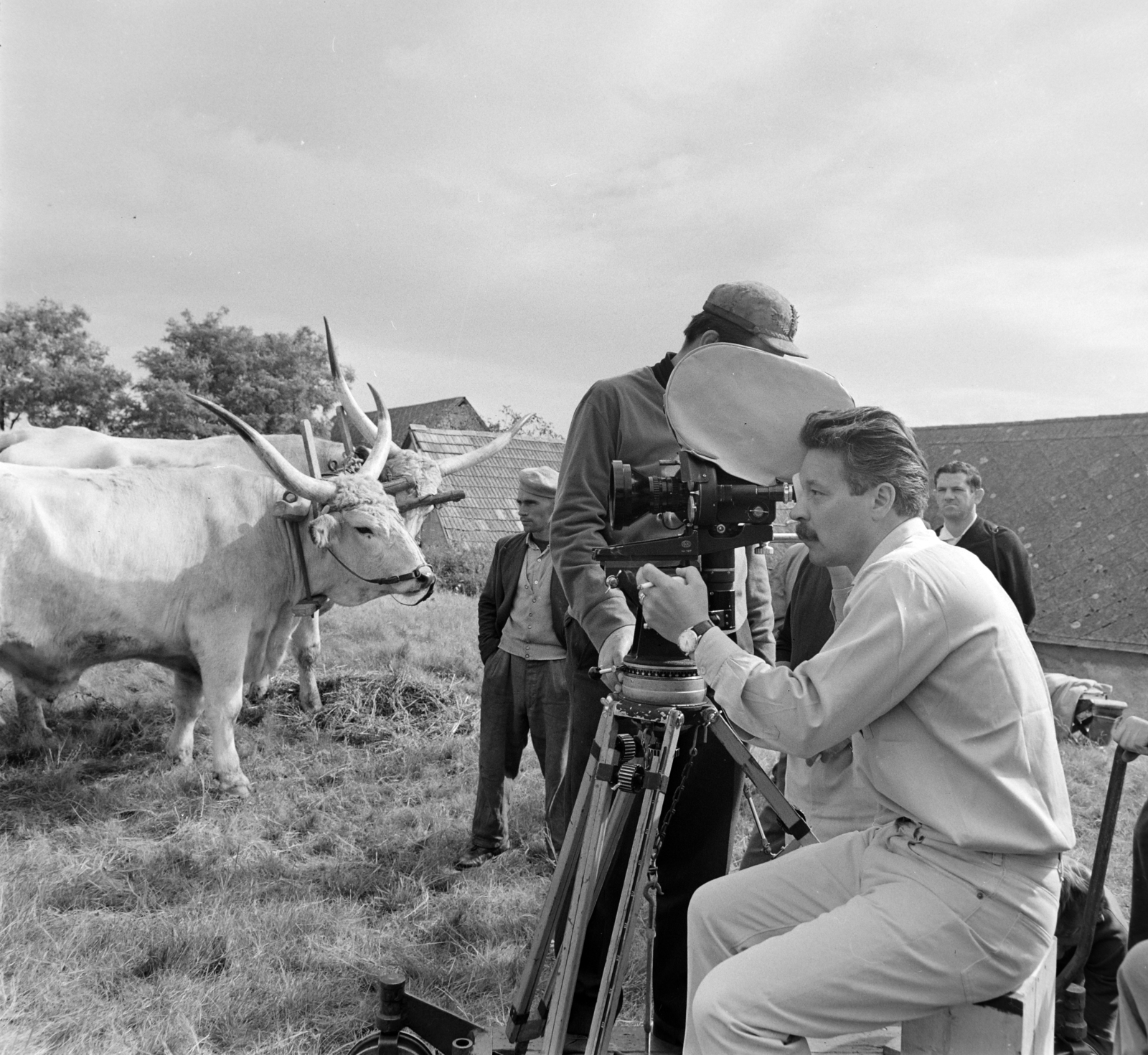 Hungary, Tök, a Piroskával szabadságon című osztrák film forgatása, Franz Josef Gottlieb rendező., 1965, Bojár Sándor, filming, cattle, movie camera, hackery, Hungarian grey cattle, Fortepan #178966