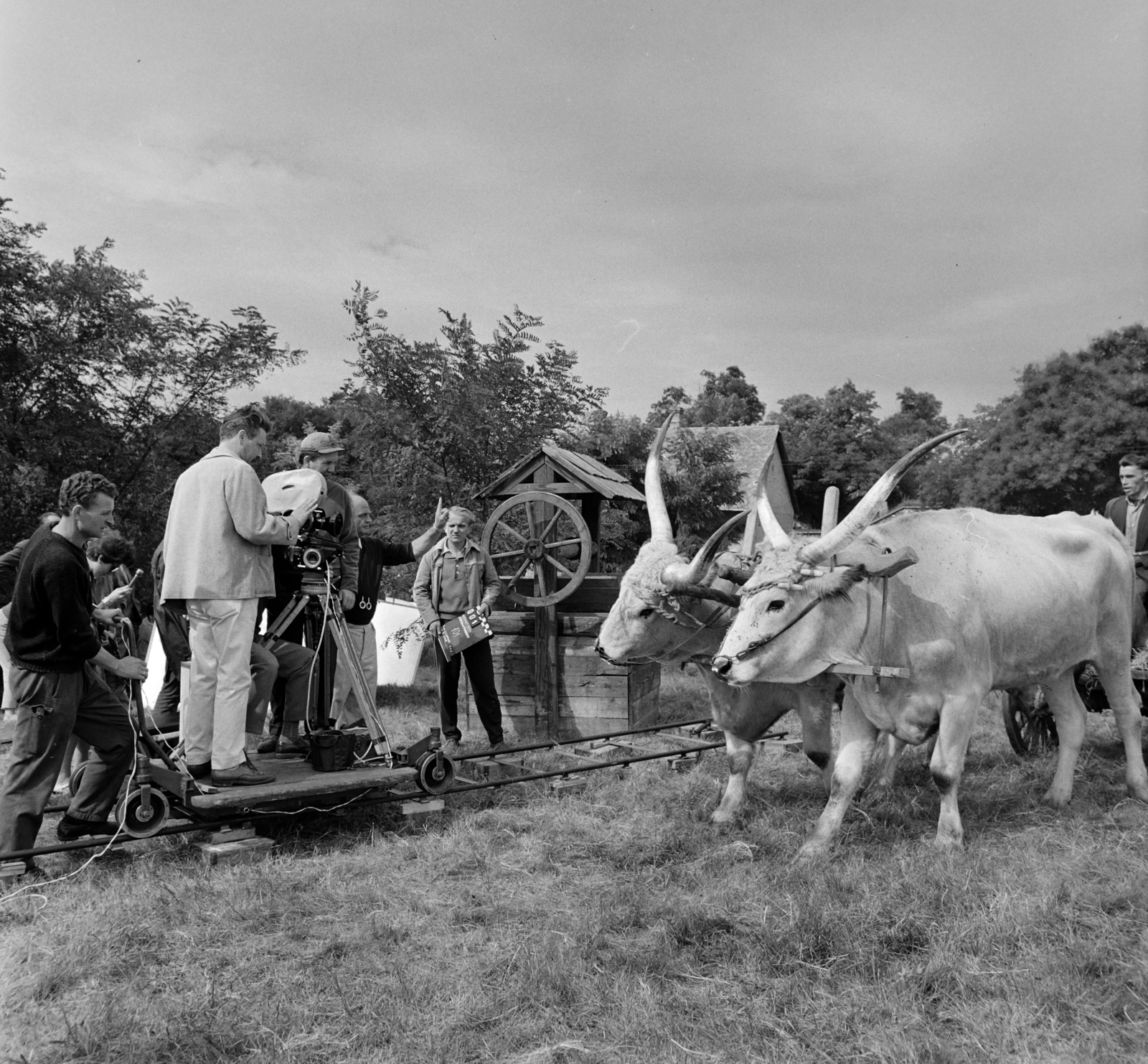 Hungary, Tök, a Piroskával szabadságon című osztrák film forgatása., 1965, Bojár Sándor, filming, cattle, movie camera, hackery, draw well, Hungarian grey cattle, camera dolly, camera track, Fortepan #178969