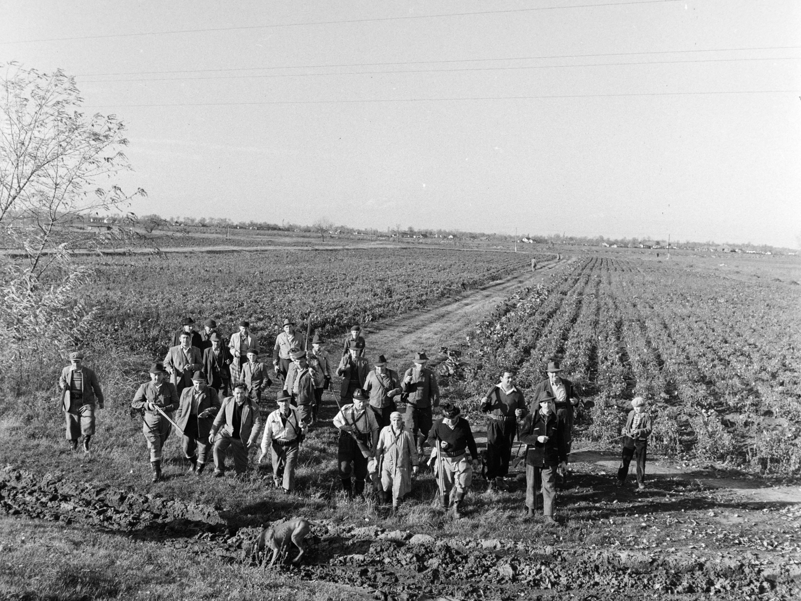 Hungary, Tápiószele, a felvétel a VI-os számú Autójavító Vállalat vadásztársaságának nyúlvadászatán készült., 1960, Bojár Sándor, dog, hunting, hunting dog, hunting rifle, Fortepan #179055