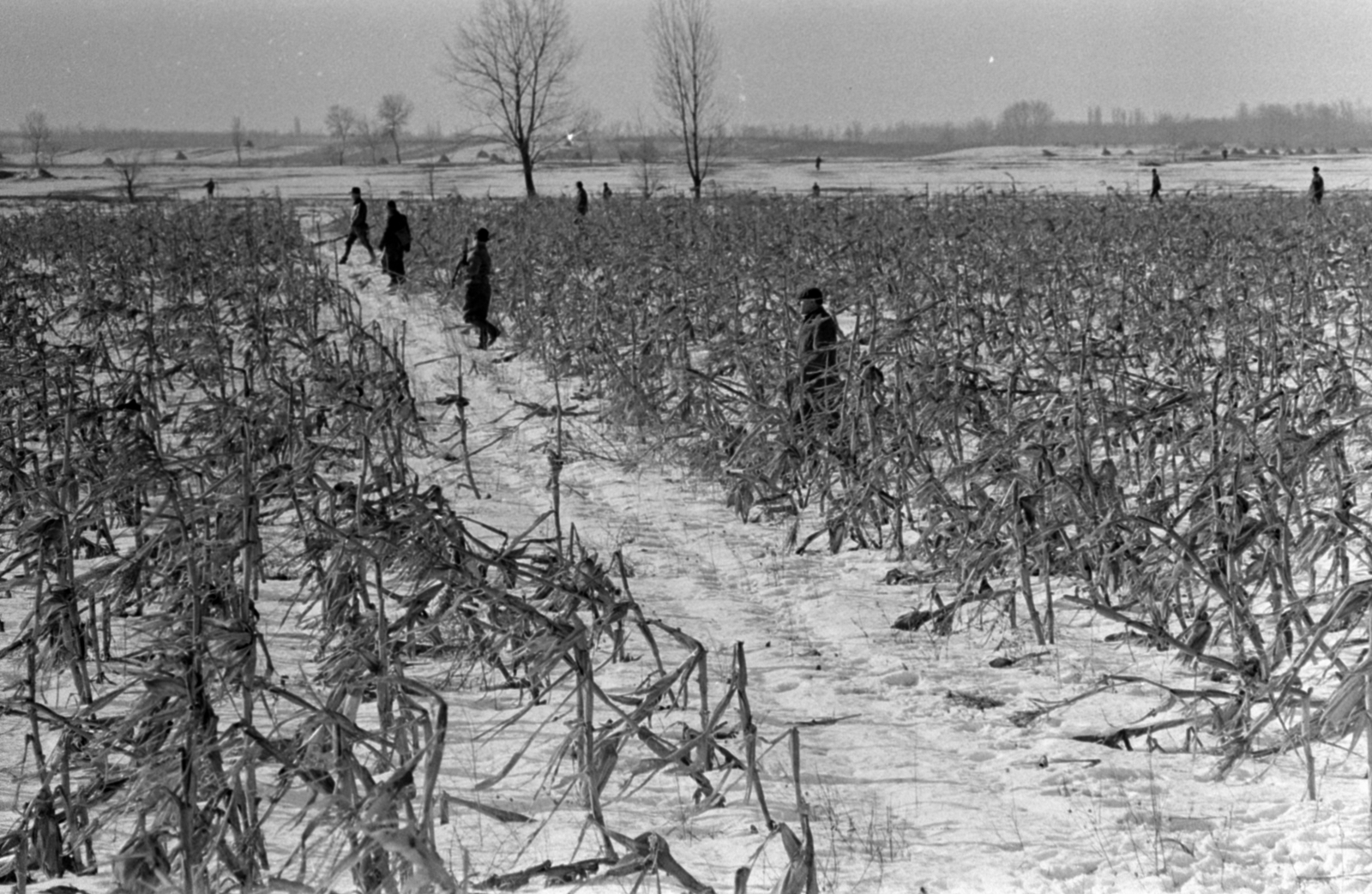 Hungary, Alsónémedi, a felvétel a Külkereskedelmi Minisztérium vadásztársaságának körvadászatán készült., 1967, Bojár Sándor, winter, snow, hunting, Fortepan #179257