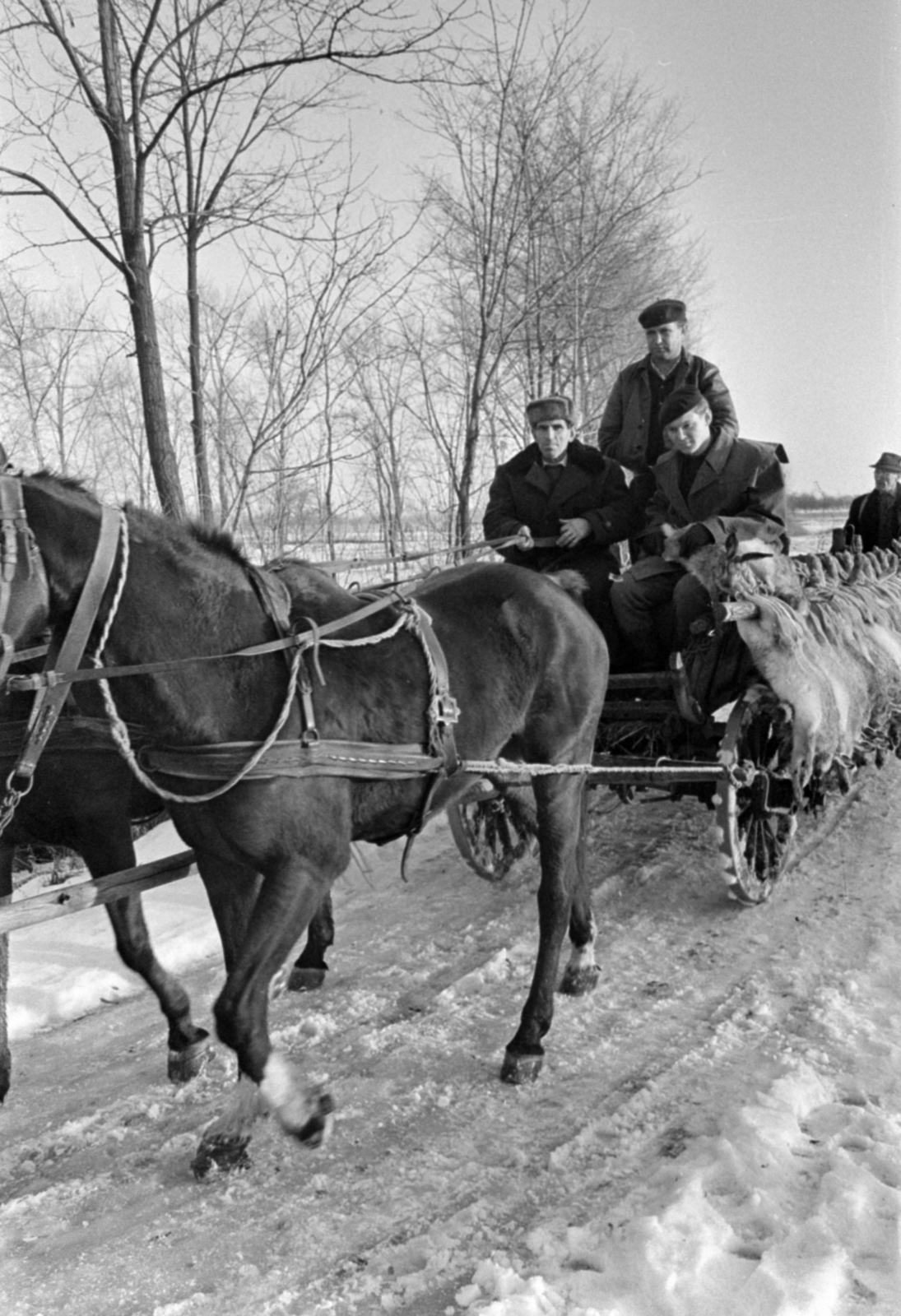 Hungary, Alsónémedi, a felvétel a Külkereskedelmi Minisztérium vadásztársaságának körvadászatán készült., 1967, Bojár Sándor, winter, snow, chariot, hunting, beret, Fortepan #179261