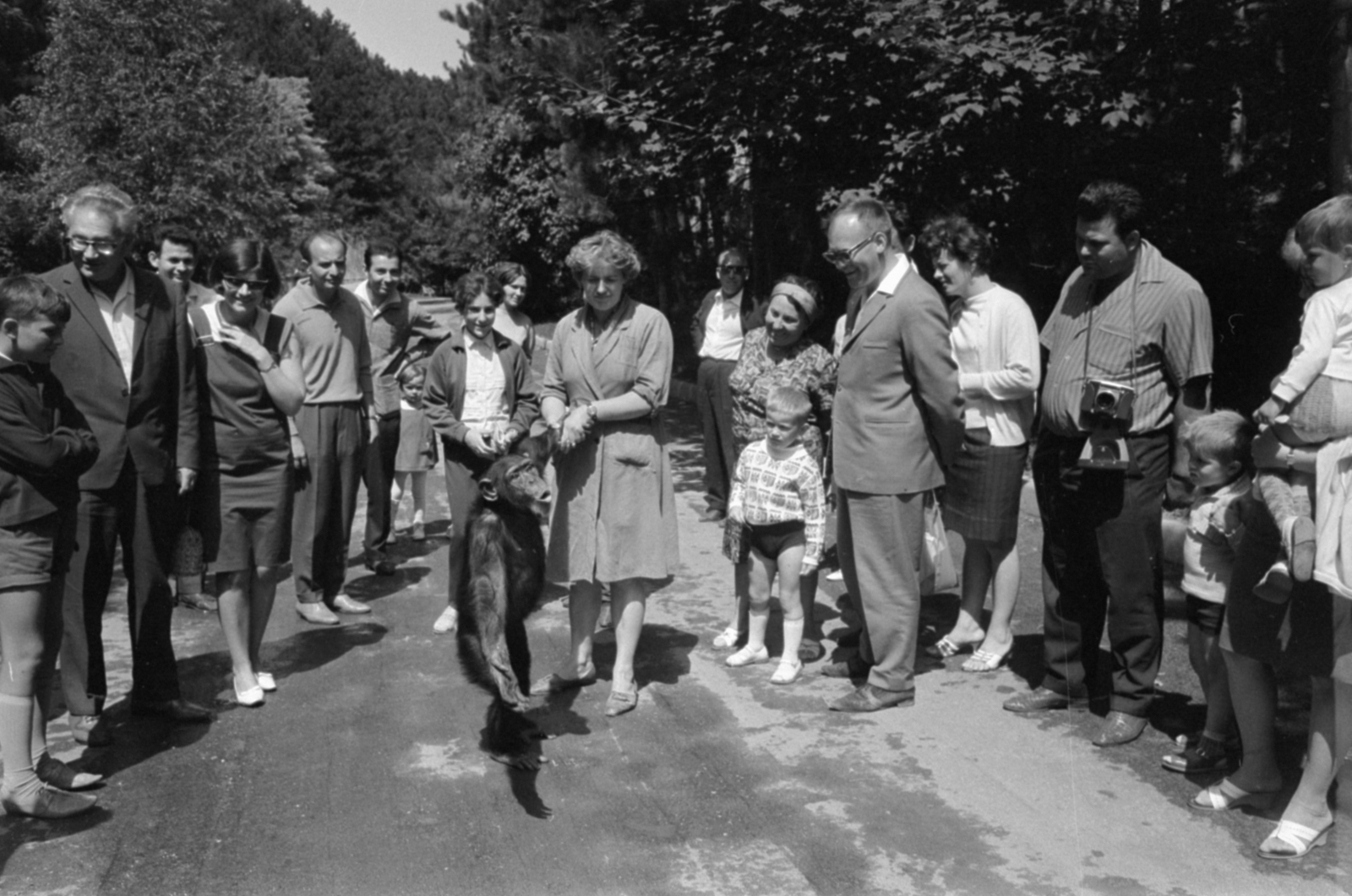 Hungary, Veszprém, Kittenberger Kálmán utca 17., Veszprémi Állatkert. Böbe, minden idők leghíresebb magyar csimpánza., 1967, Bojár Sándor, kids, camera, monkey, Fortepan #179313