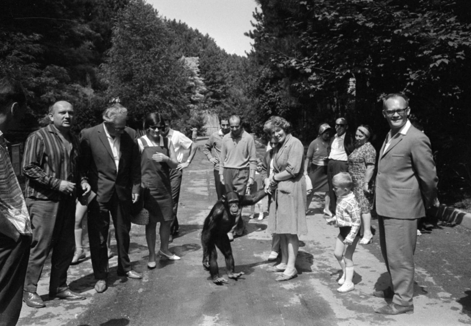 Hungary, Veszprém, Kittenberger Kálmán utca 17., Veszprémi Állatkert. Böbe, minden idők leghíresebb magyar csimpánza., 1967, Bojár Sándor, kids, camera, monkey, Fortepan #179314