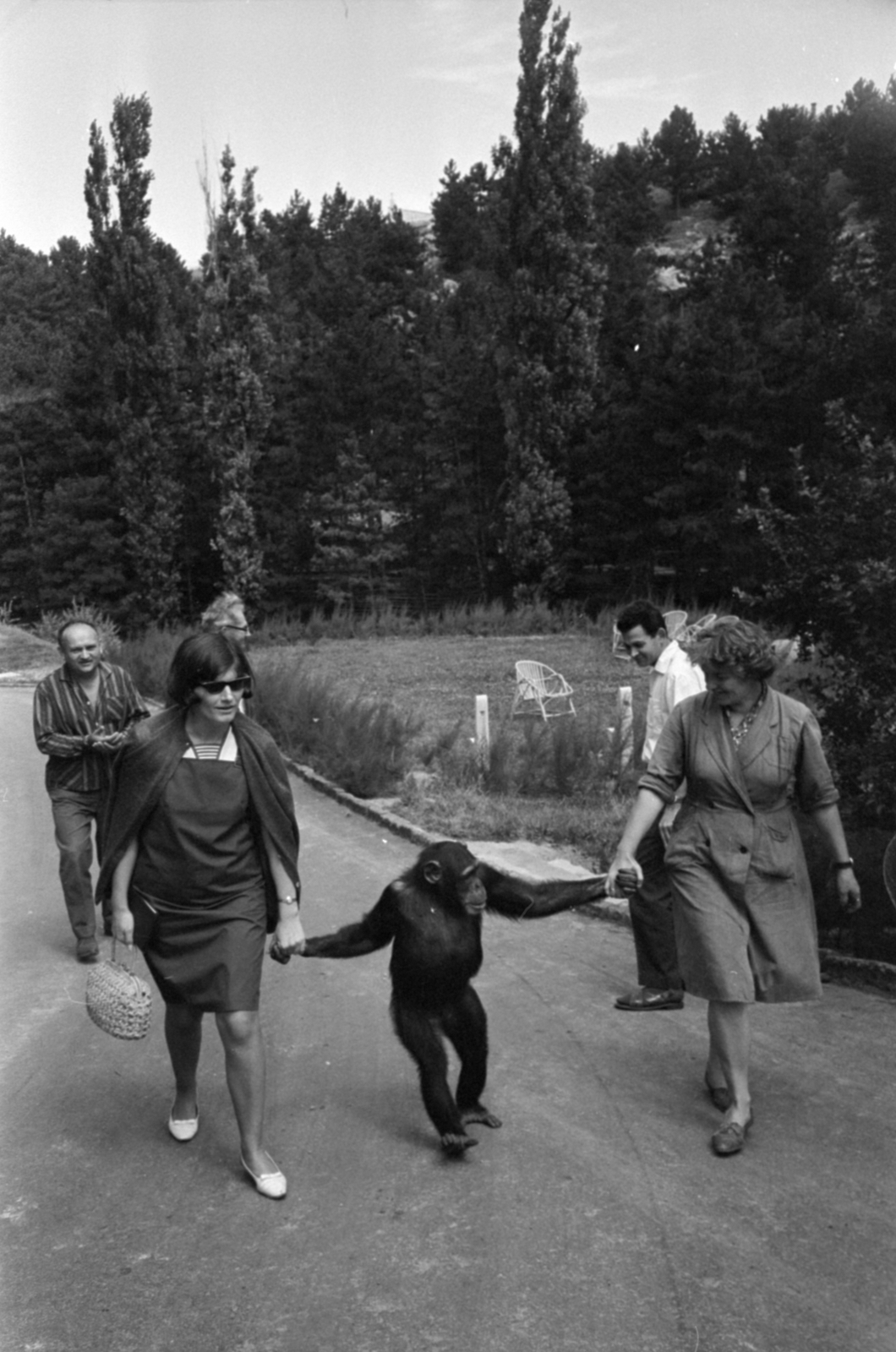 Hungary, Veszprém, Kittenberger Kálmán utca 17., Veszprémi Állatkert. Böbe, minden idők leghíresebb magyar csimpánza., 1967, Bojár Sándor, shades, handbag, monkey, Fortepan #179315