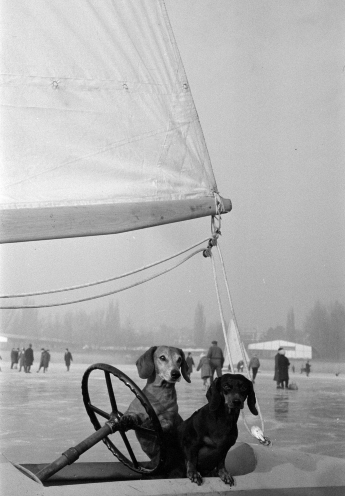 Hungary, Balatonfüred, kutyák a jégvitorláson, a befagyott Balaton a hajóállomás közelében., 1967, Bojár Sándor, dog, Best of, Fortepan #179328